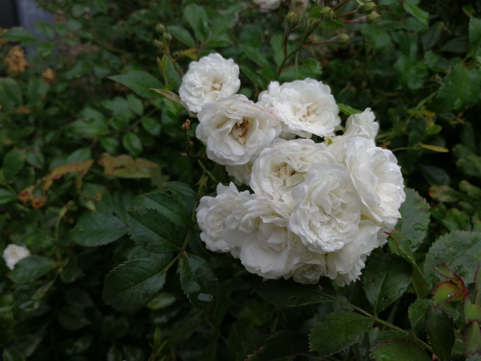HUAWEI Mate 9 sample photo. Flower, bloom, plant photography