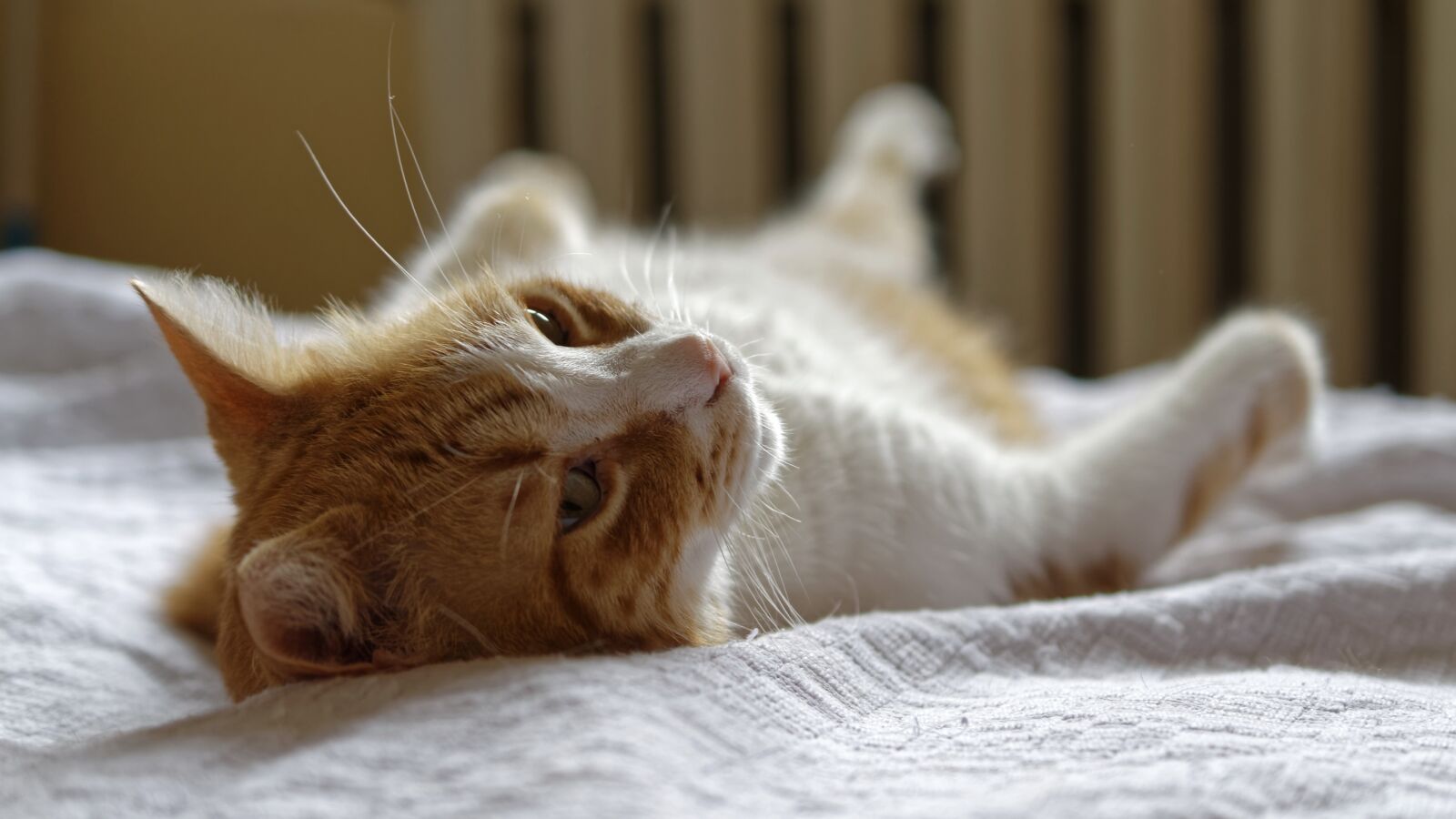 Nikon D5300 sample photo. Cat, spoiled rotten, stretched photography