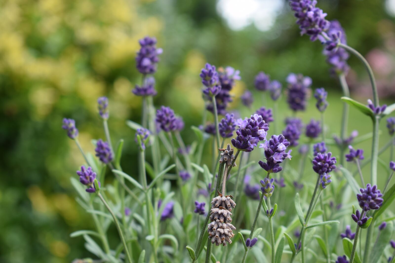 Nikon D5300 sample photo. Lavender, flower, nature photography