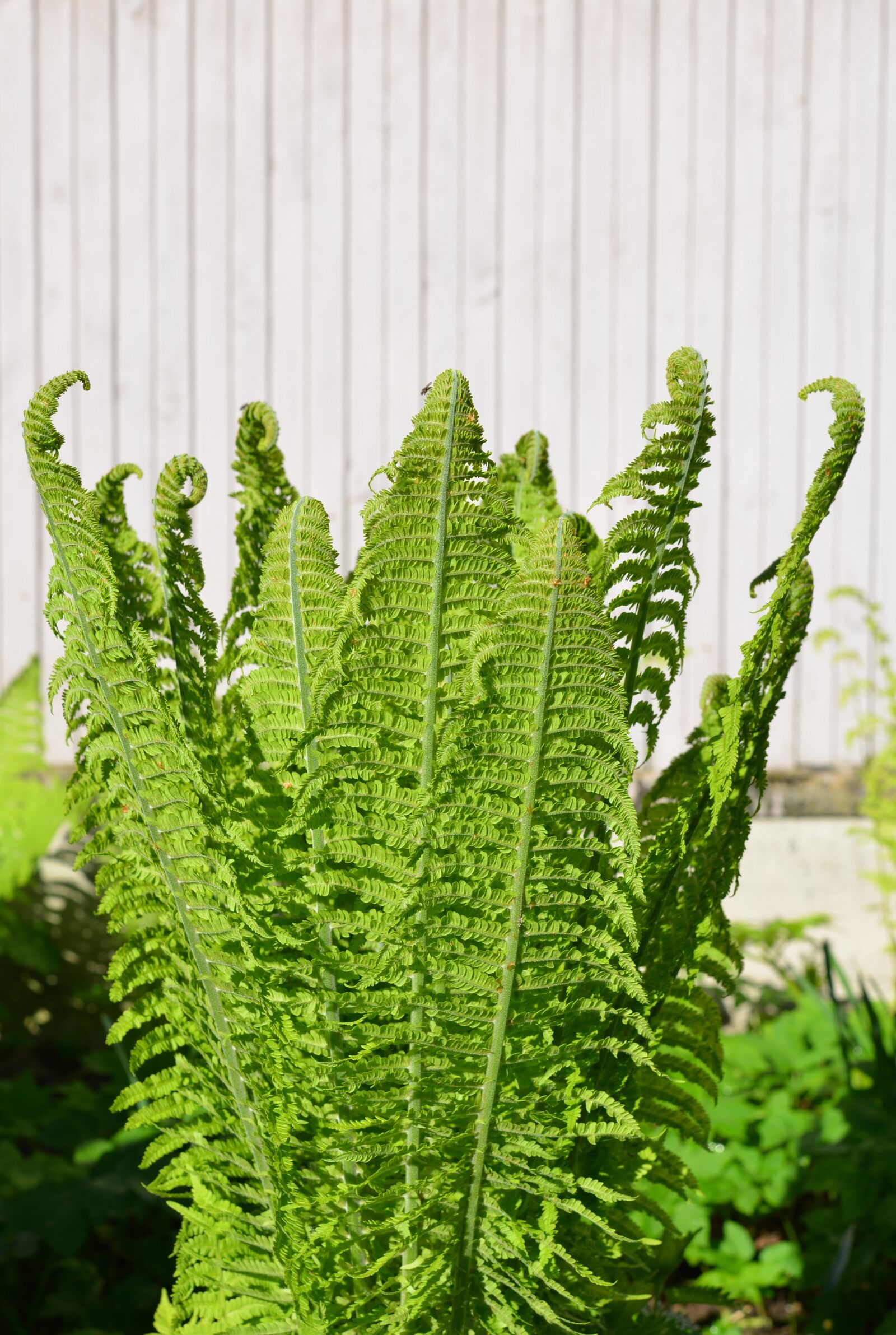 Nikon D600 sample photo. Fern, plant, leaves photography