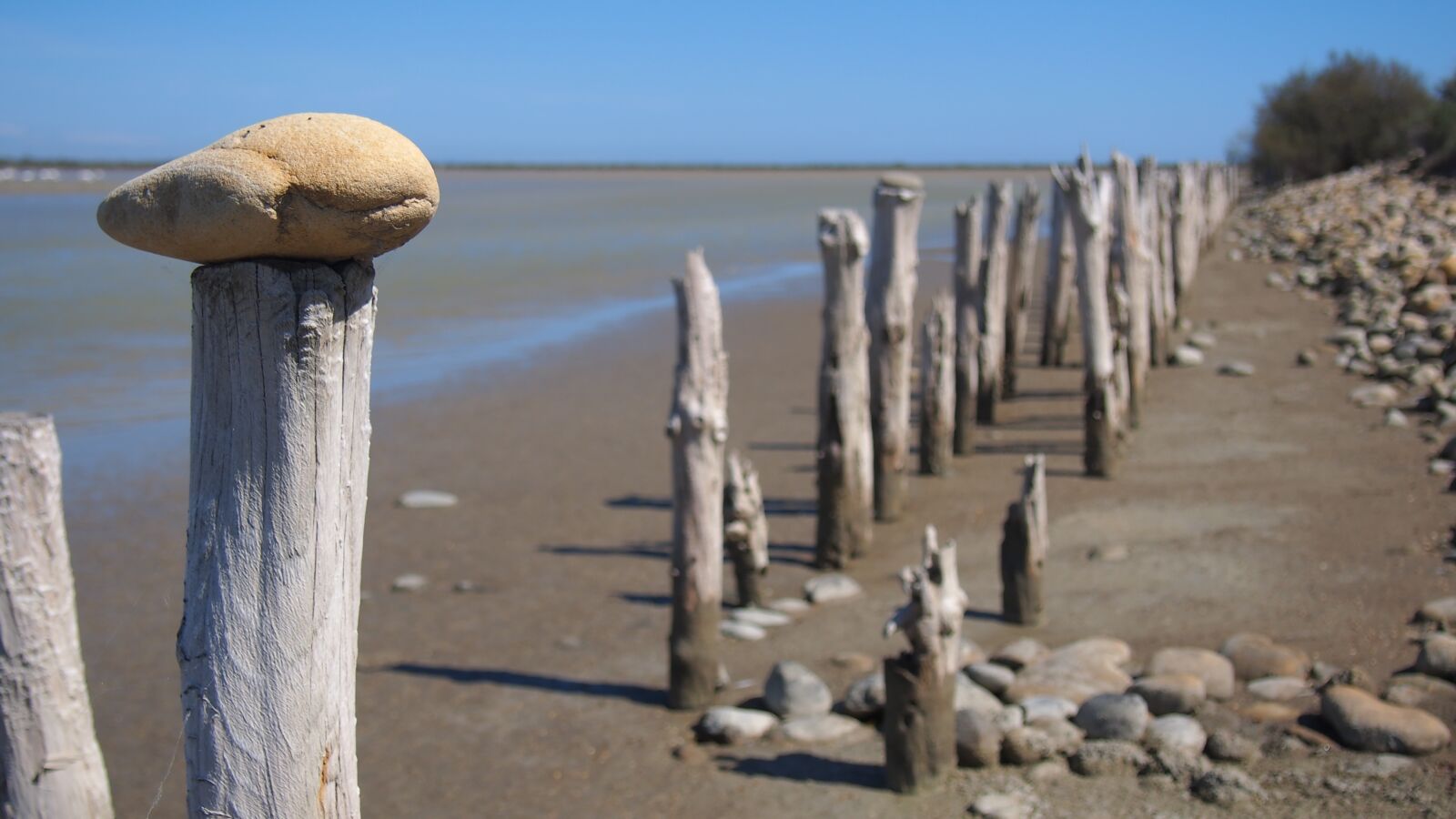 Olympus PEN E-PL6 sample photo. Nature, camargue, landscapes photography