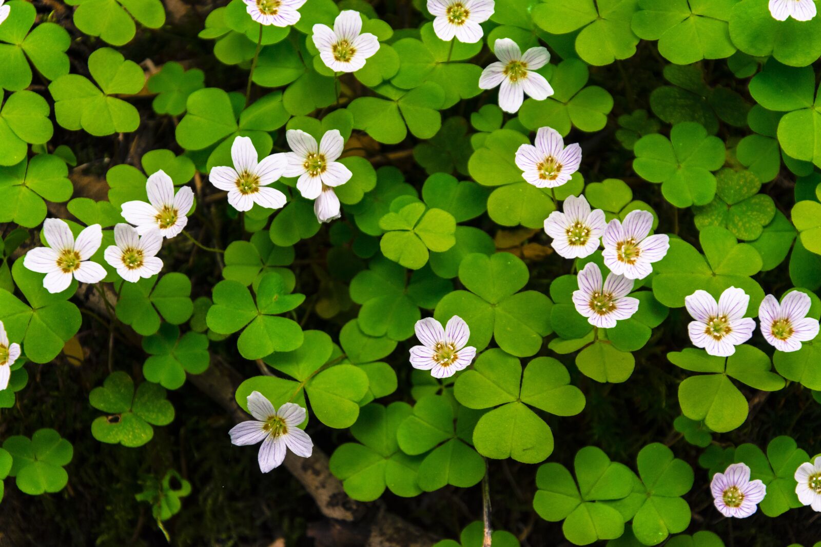 Nikon D7100 sample photo. Flower, flowers, bloom photography