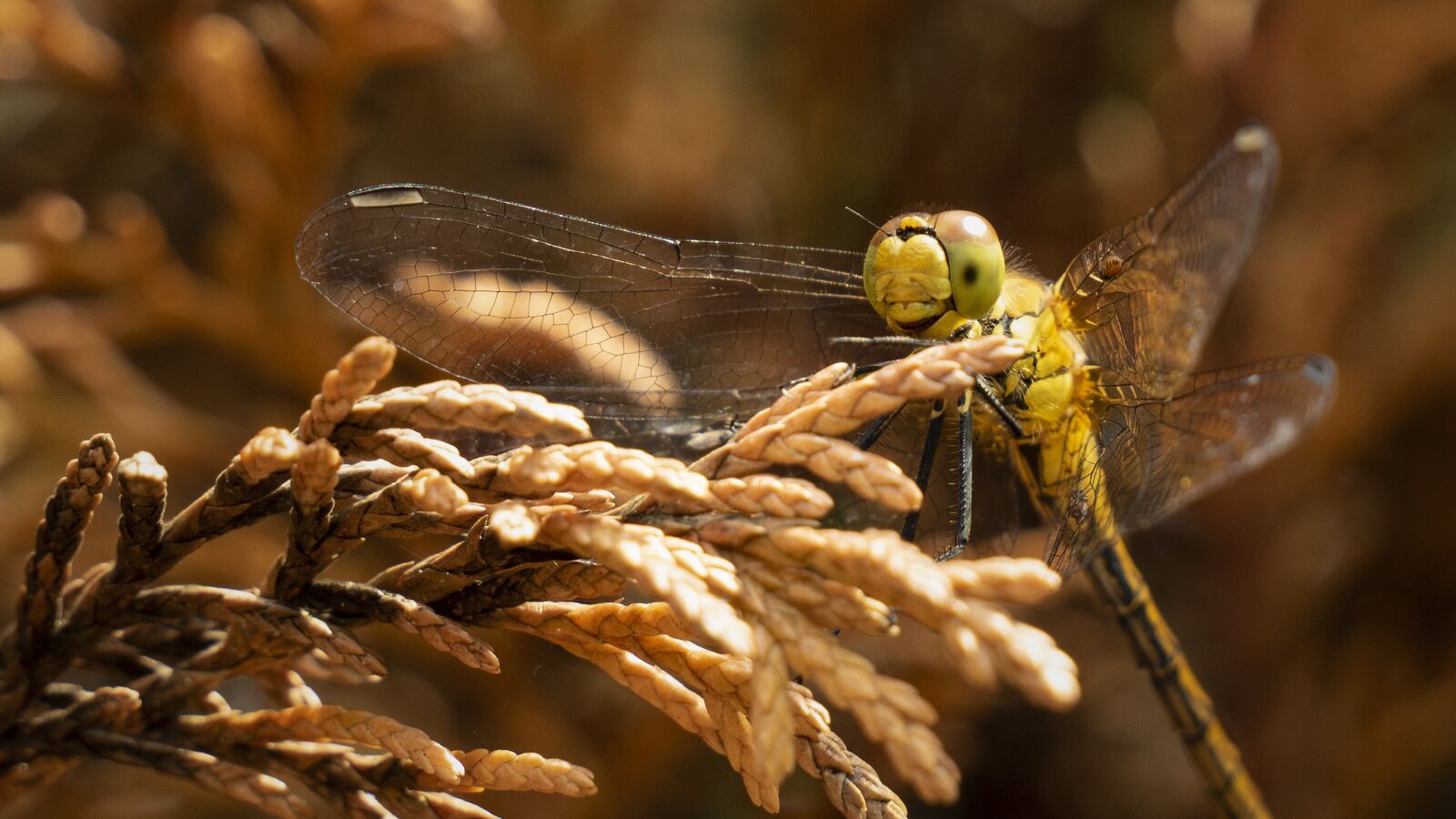 LUMIX G VARIO 12-60/F3.5-5.6 sample photo. Dragonfly, animals, insects photography