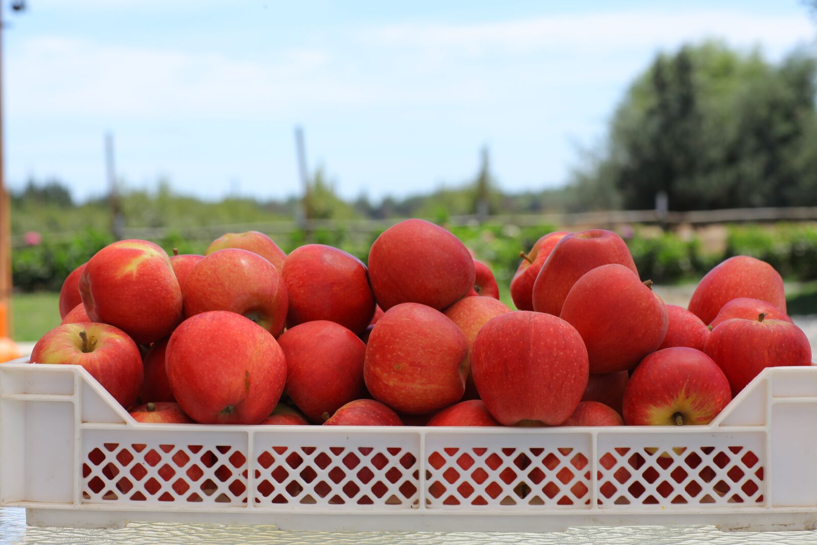 Canon EOS 5D Mark II sample photo. Agriculture, fruit, apples photography