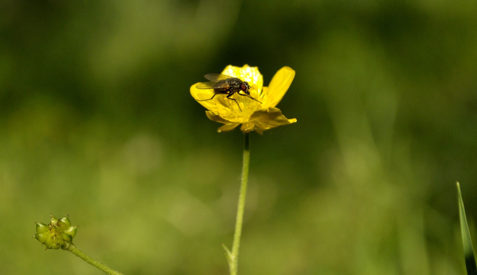 Nikon D90 sample photo. Flower, fly, insect photography