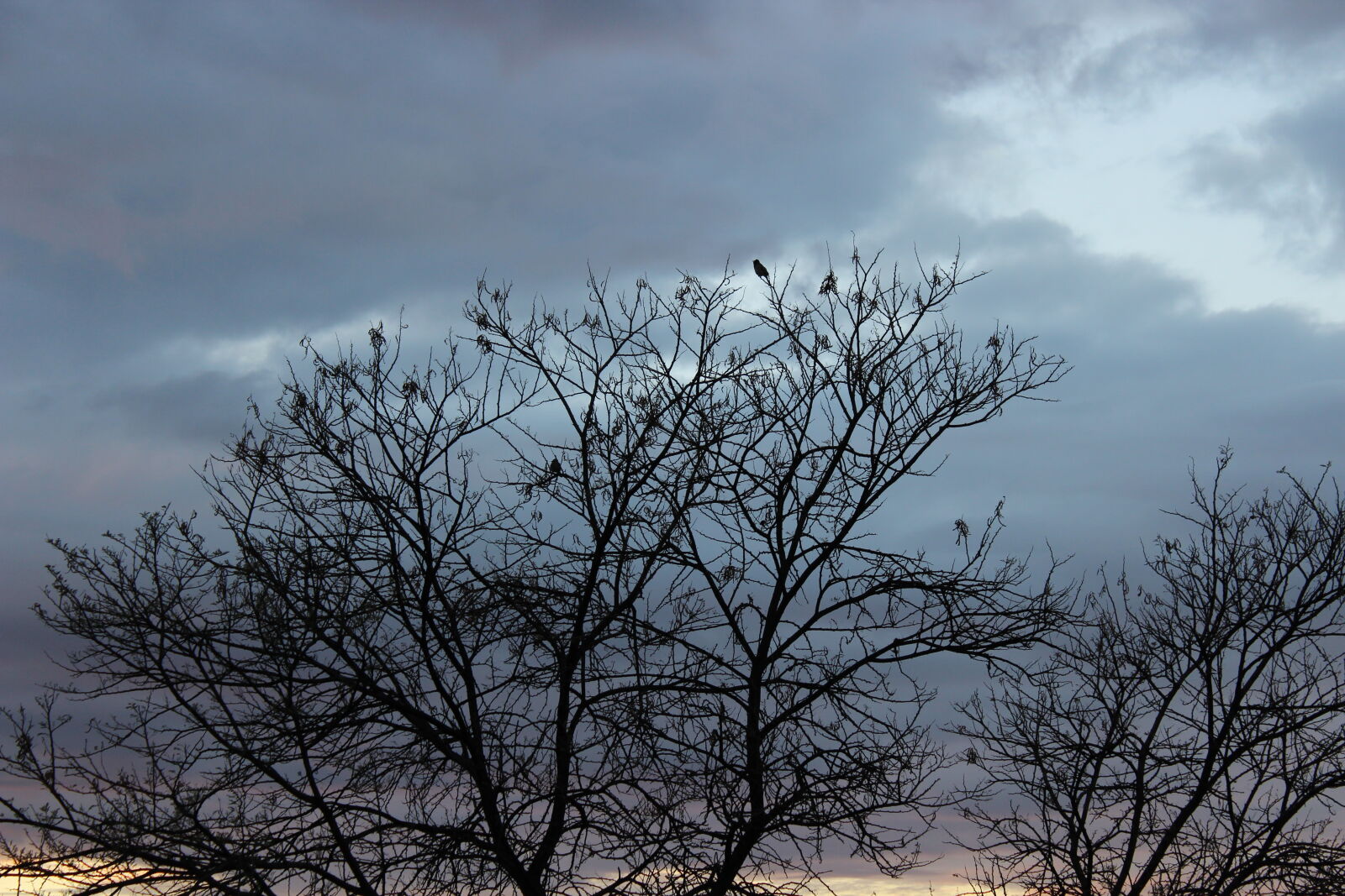 Canon EOS 1200D (EOS Rebel T5 / EOS Kiss X70 / EOS Hi) sample photo. Birds, tree photography