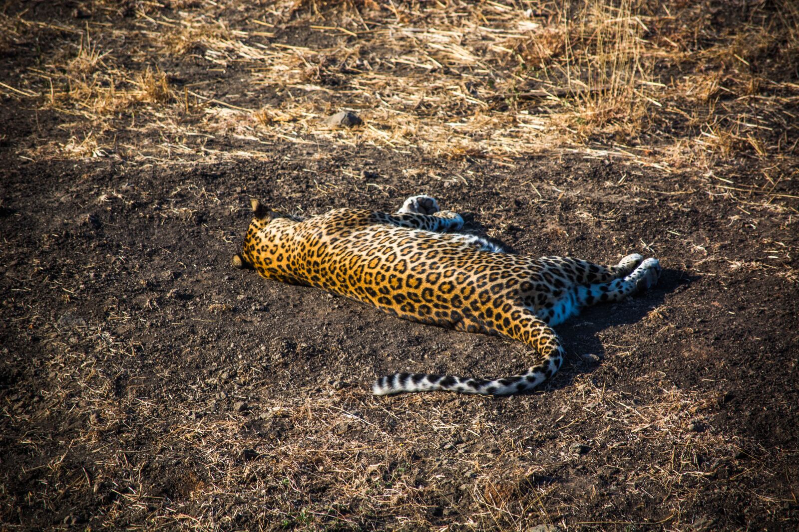 Nikon D5200 sample photo. Leopard, tiger, wildlife photography