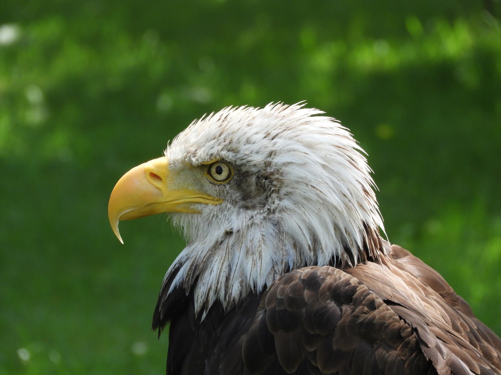 Nikon Coolpix B700 sample photo. Eagle, ave, nature photography