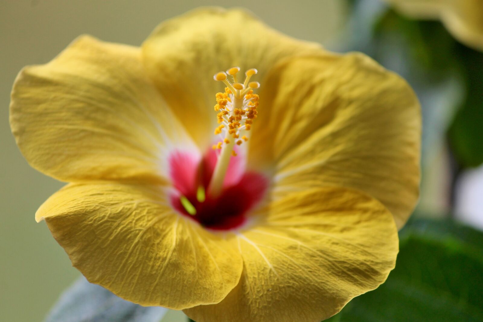 Canon EOS 1100D (EOS Rebel T3 / EOS Kiss X50) sample photo. Hibiscus, marshmallow, blossom photography