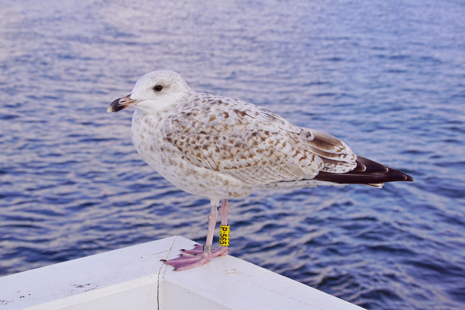 Sony DT 18-200mm F3.5-6.3 sample photo. Seagull, sea, bird photography