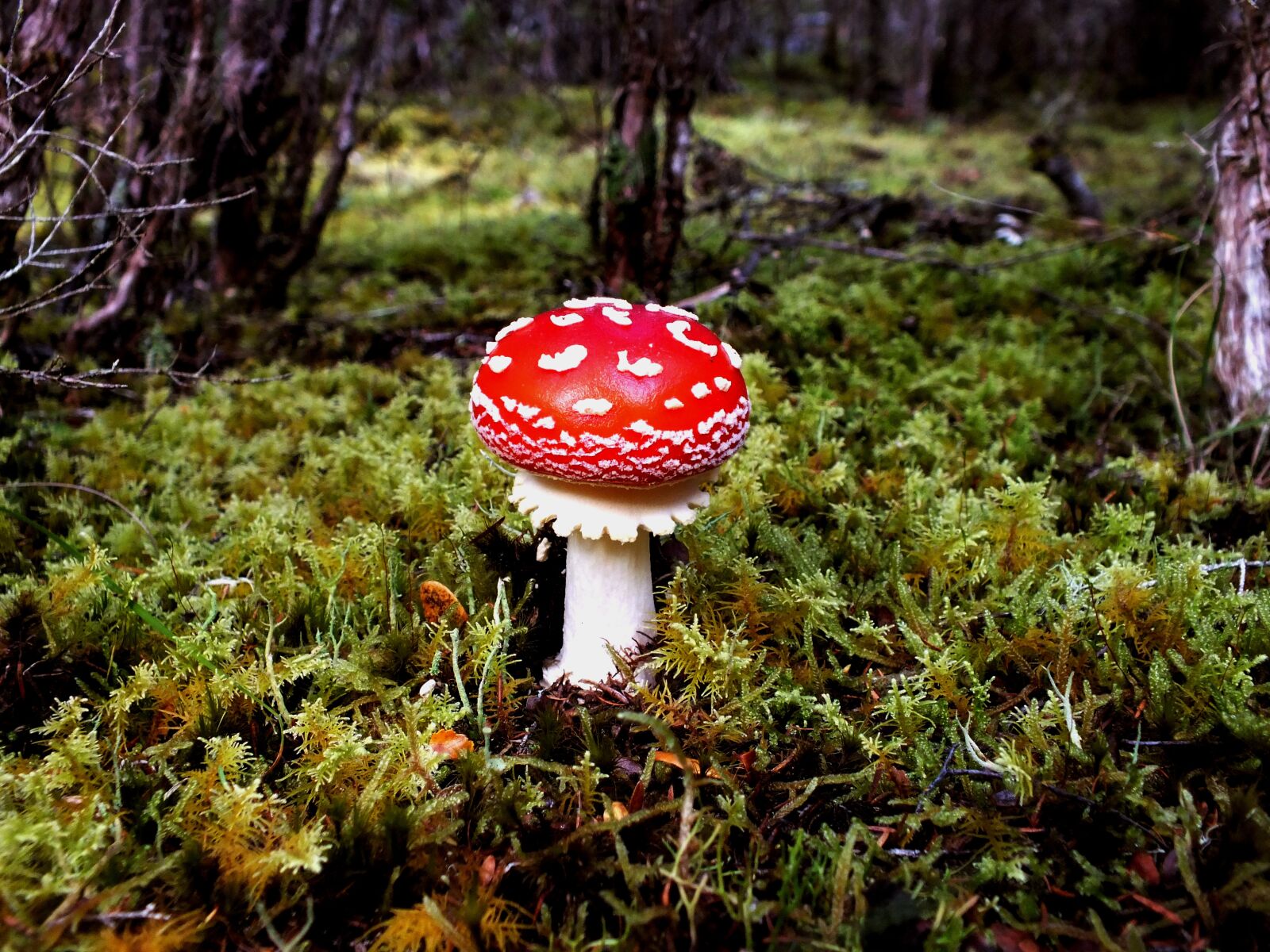 FujiFilm FinePix HS20 EXR (FinePix HS22 EXR) sample photo. Toadstool, forest, wild photography