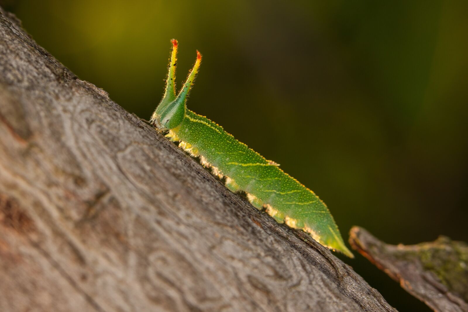 Canon EF 100mm F2.8L Macro IS USM sample photo. Macro, nature, caterpillar photography