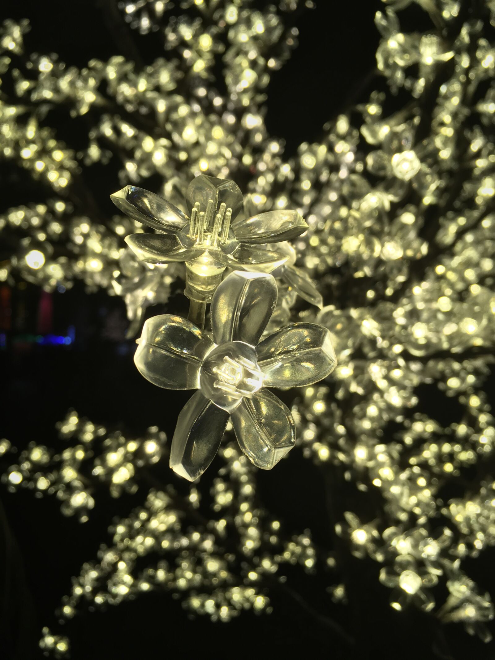 iPhone SE back camera 4.15mm f/2.2 sample photo. Bunch, of, flowers, christmas photography