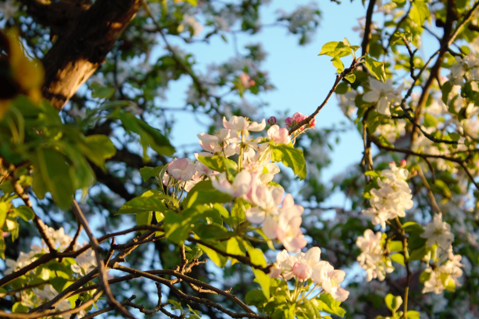 Canon EOS 1100D (EOS Rebel T3 / EOS Kiss X50) sample photo. Bloom, blooming, blossom, blur photography