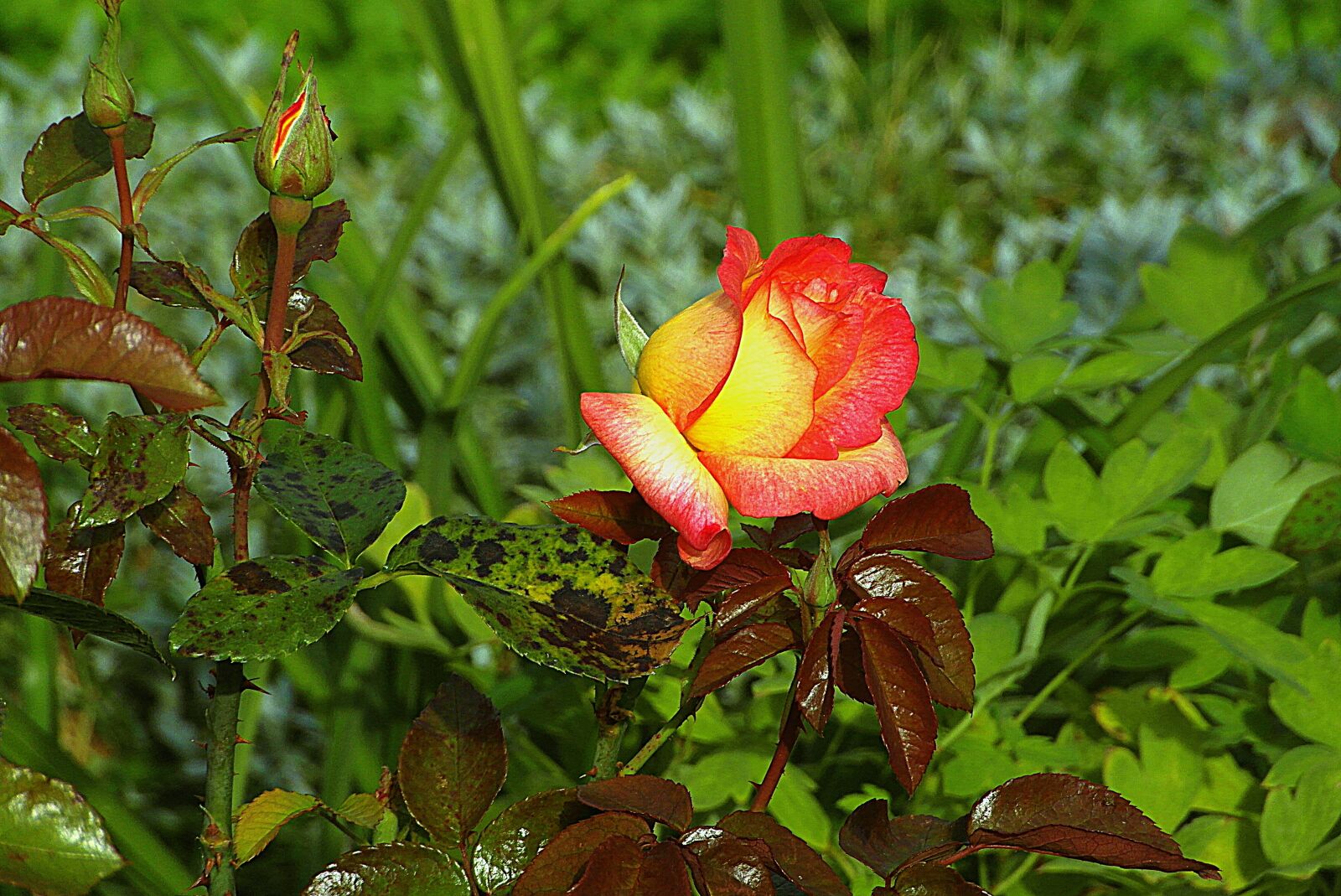 Samsung WB750 sample photo. Rose, flower, garden photography
