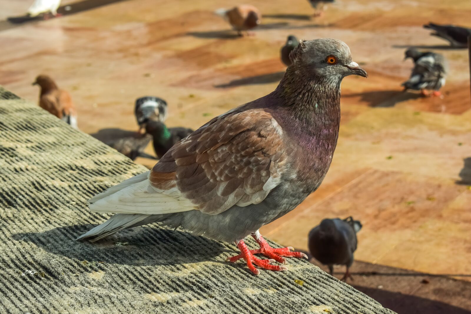 Nikon D3300 sample photo. Pigeon, animal, nature photography