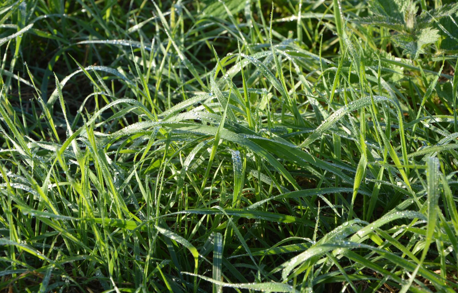 Nikon D5200 sample photo. High grass, morning dew photography