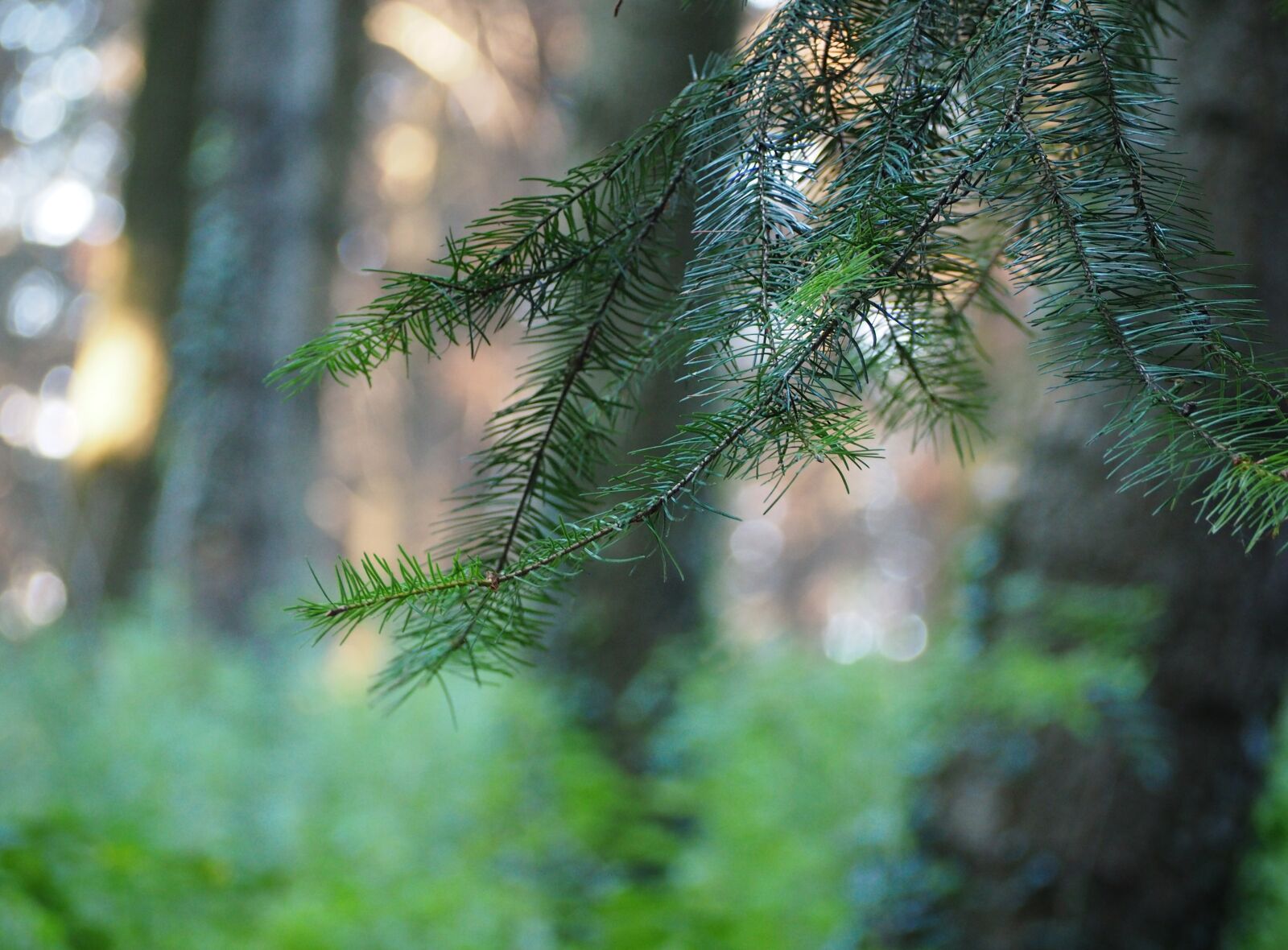 Olympus OM-D E-M10 sample photo. Conifer, forest, tree photography