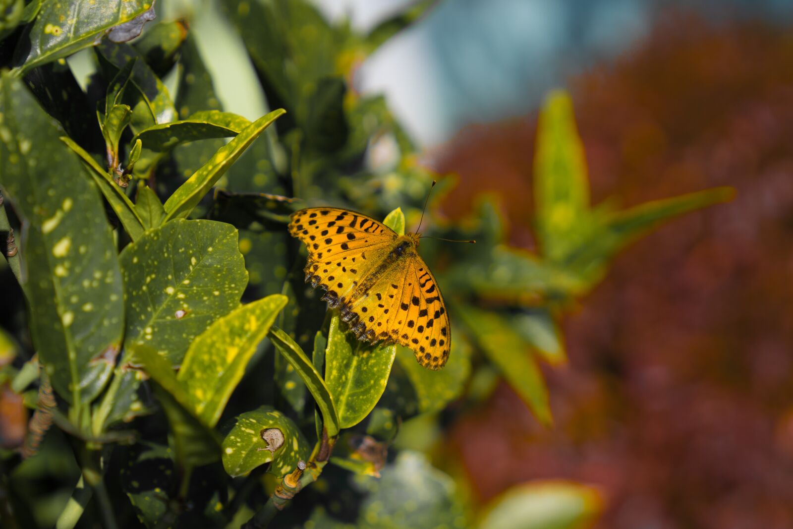 Sony a7 II + Sony Sonnar T* FE 55mm F1.8 ZA sample photo. Leopard, butterfly, nature photography