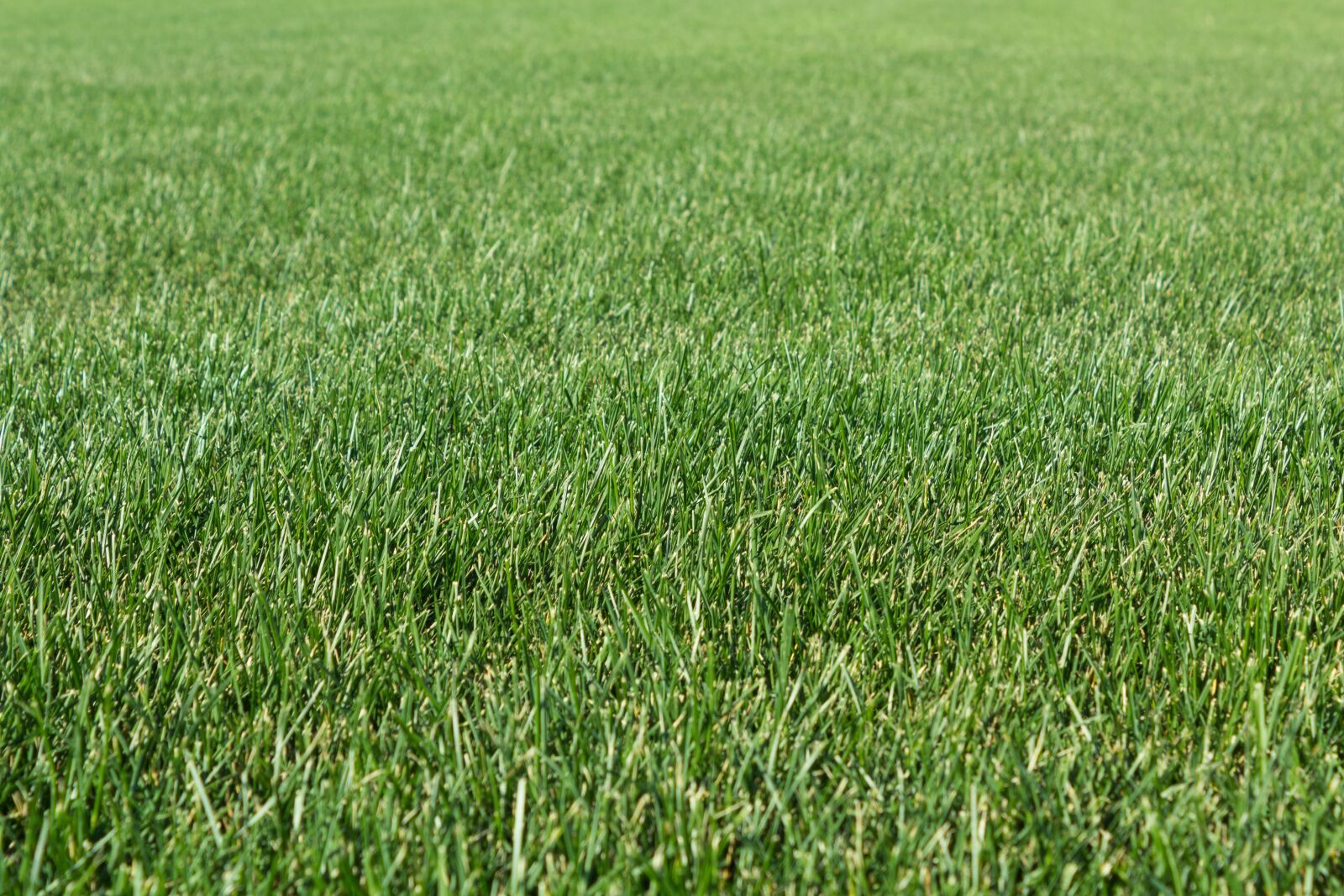 Canon EOS 600D (Rebel EOS T3i / EOS Kiss X5) sample photo. Grass, field, haymaking photography