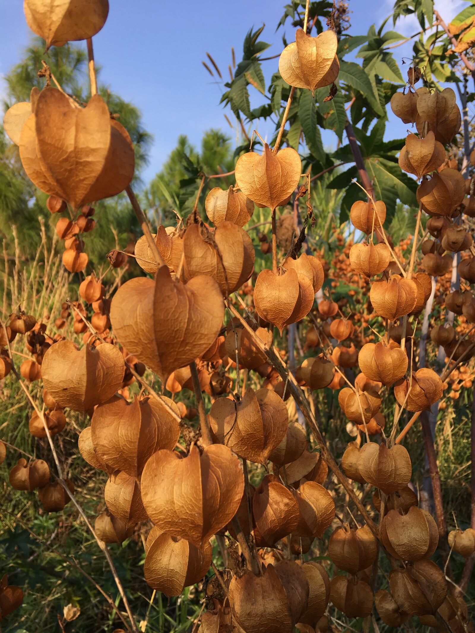 Apple iPhone 6s Plus sample photo. Lantern, plant, petals photography