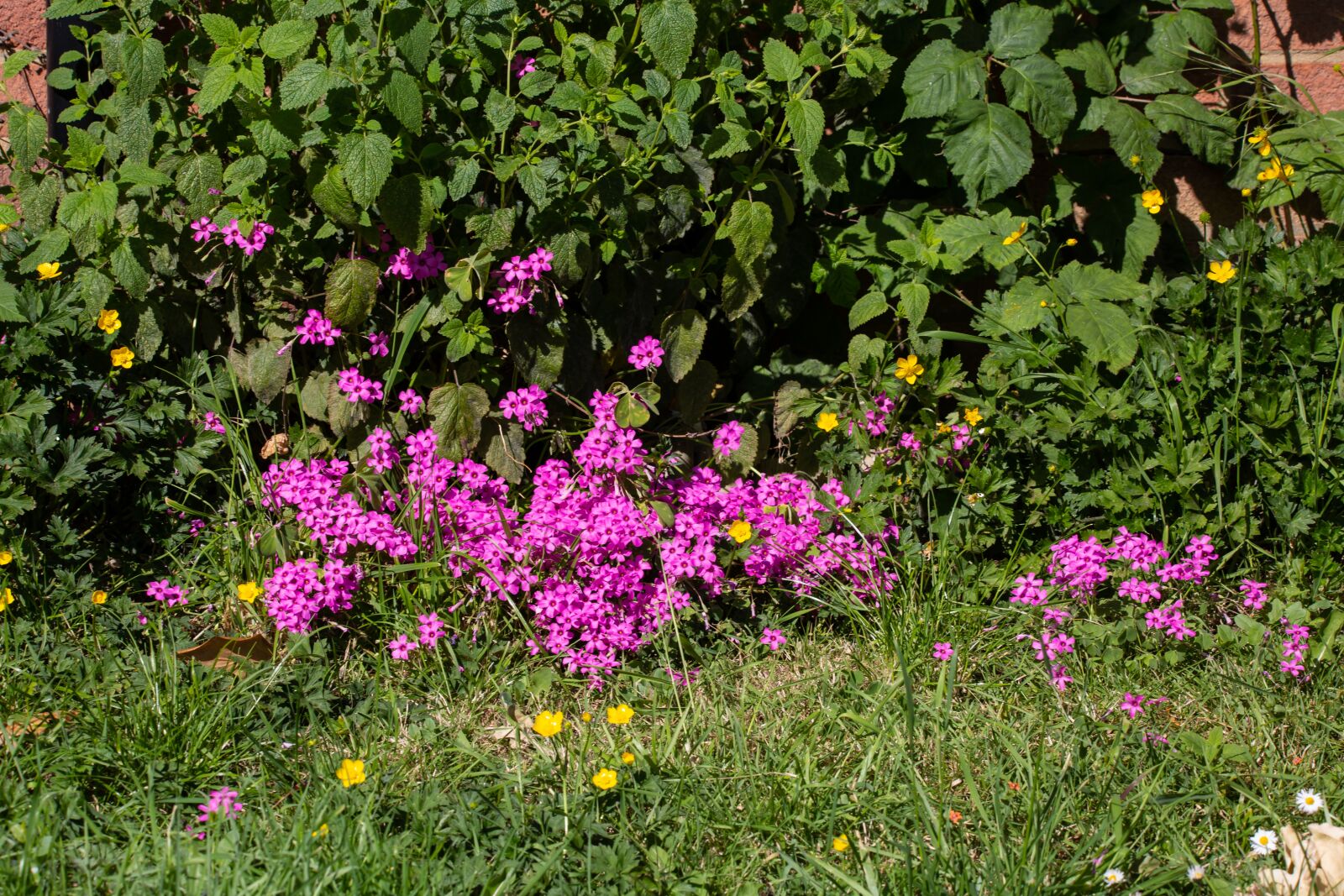 Canon EOS 5D Mark III + 150-600mm F5-6.3 DG OS HSM | Contemporary 015 sample photo. Pink flower, grass, garden photography