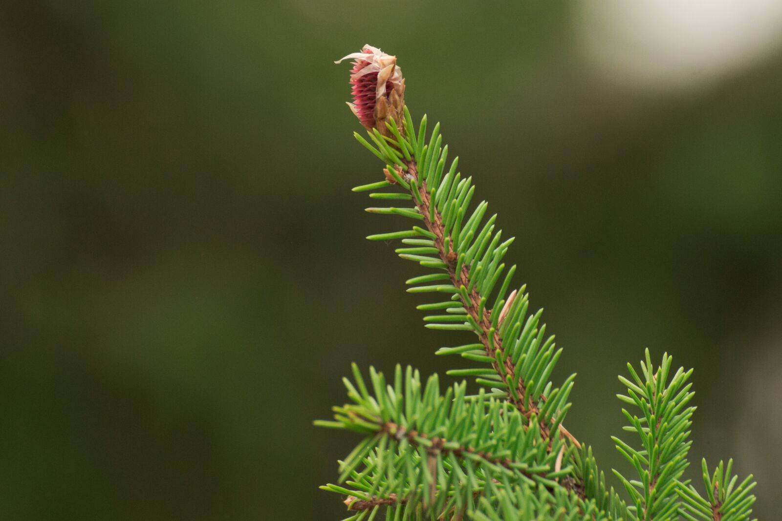 Nikon D7100 sample photo. Nature, spruce, trees photography