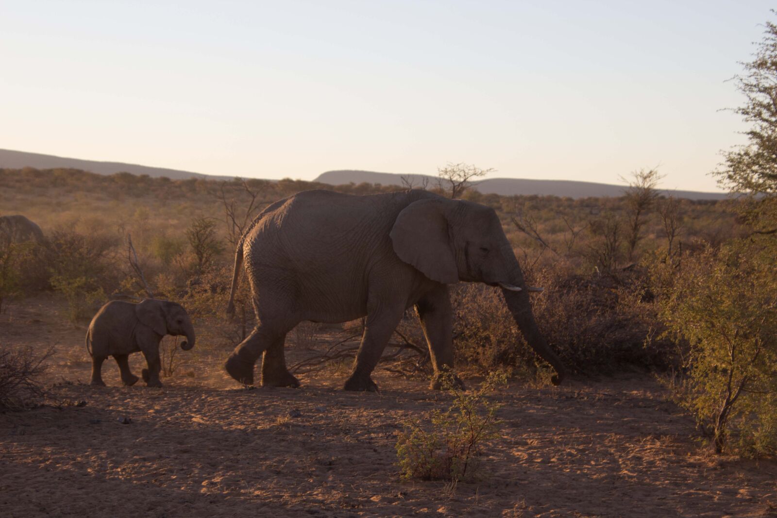 Canon EOS 600D (Rebel EOS T3i / EOS Kiss X5) sample photo. Elephant, baby elephant, africa photography