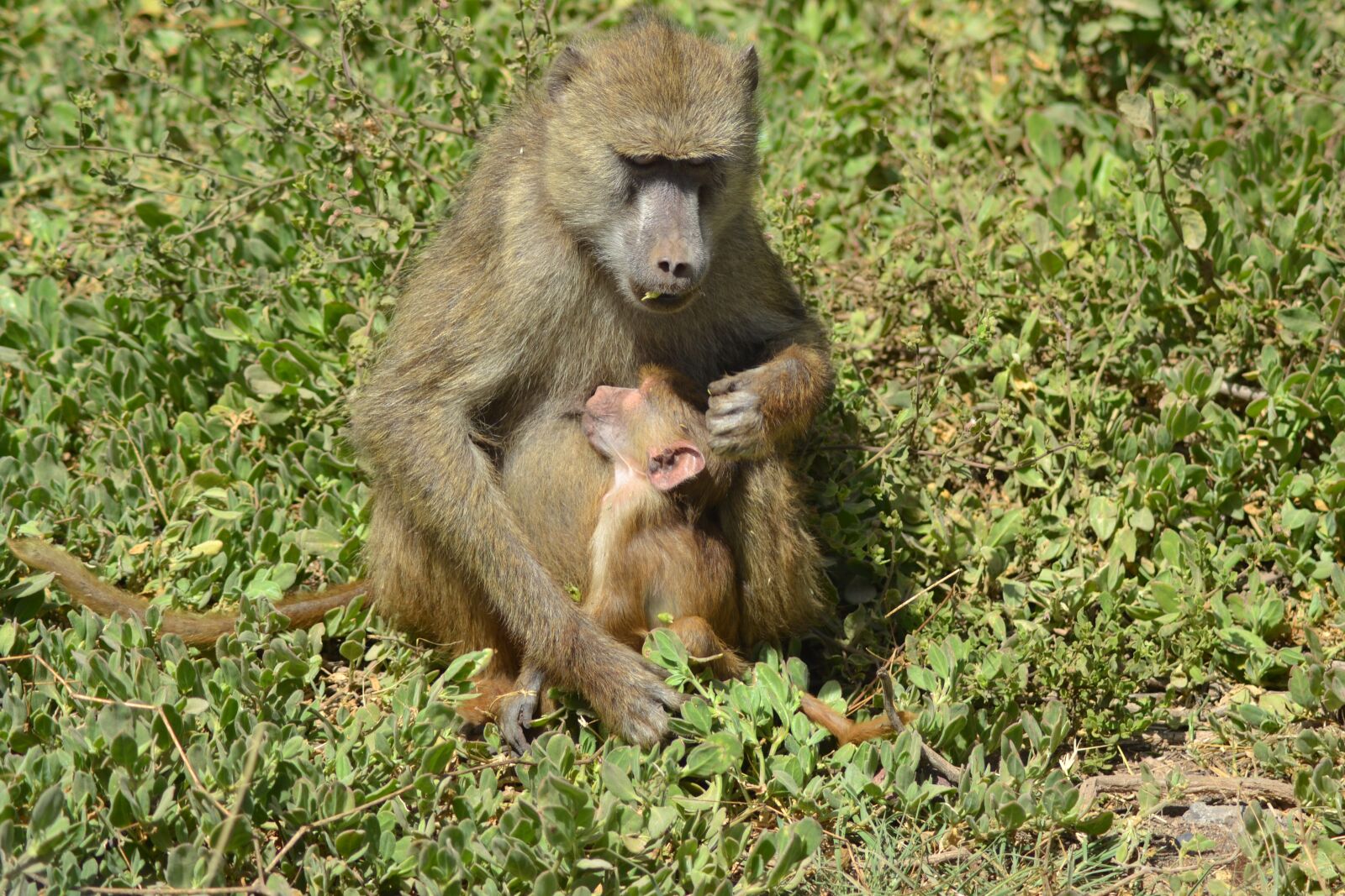 Nikon D3100 sample photo. Africa, forest, wildlife photography