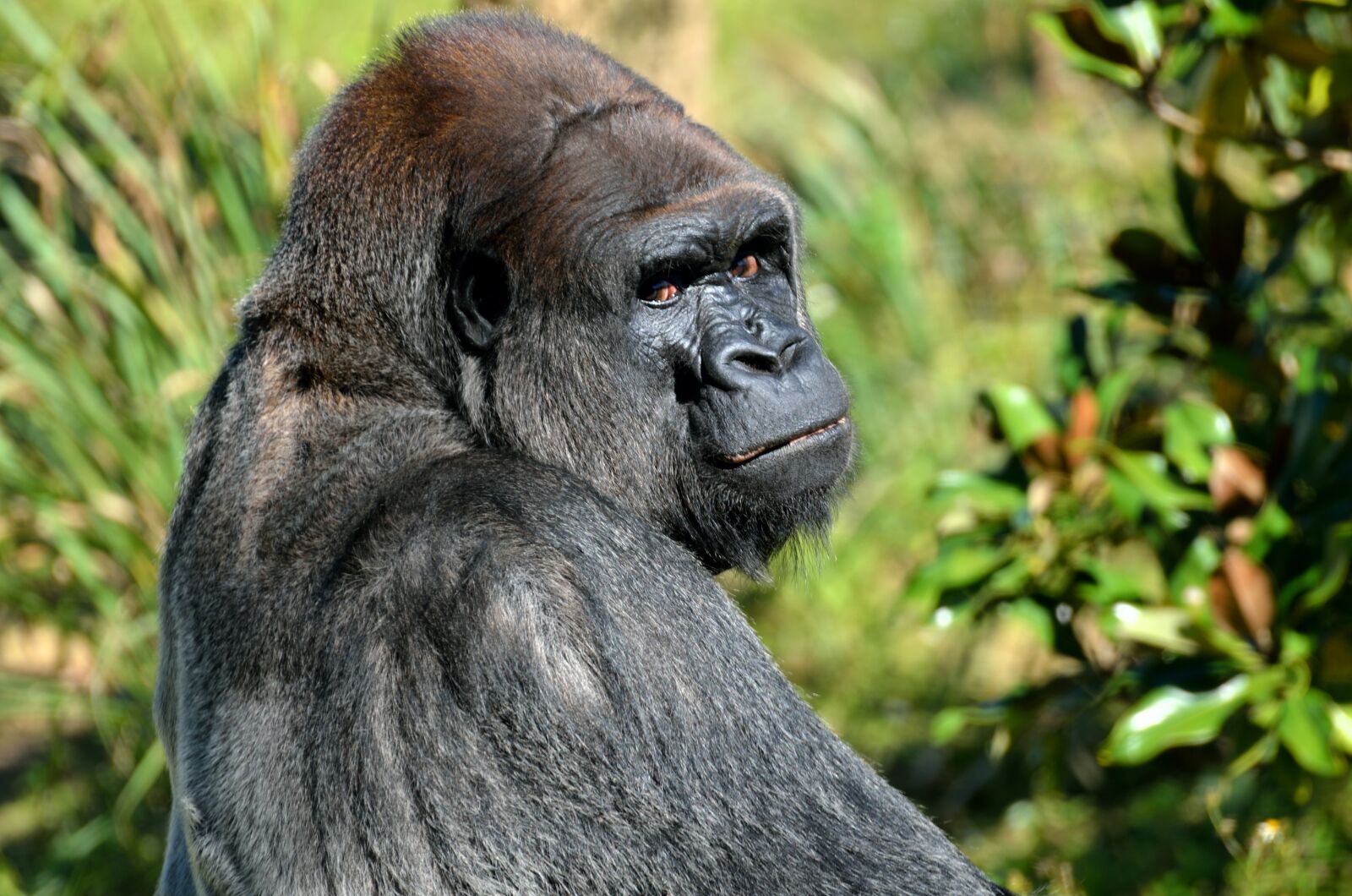 Nikon D7000 sample photo. Silver back, gorilla, animal photography