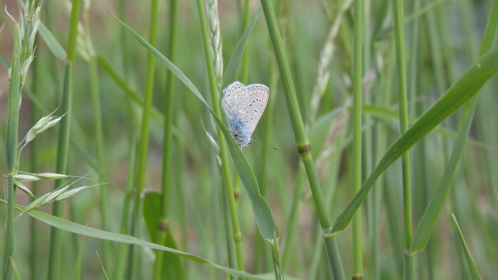 Nikon Coolpix P610 sample photo. Blue jehlicov , polyommatus photography