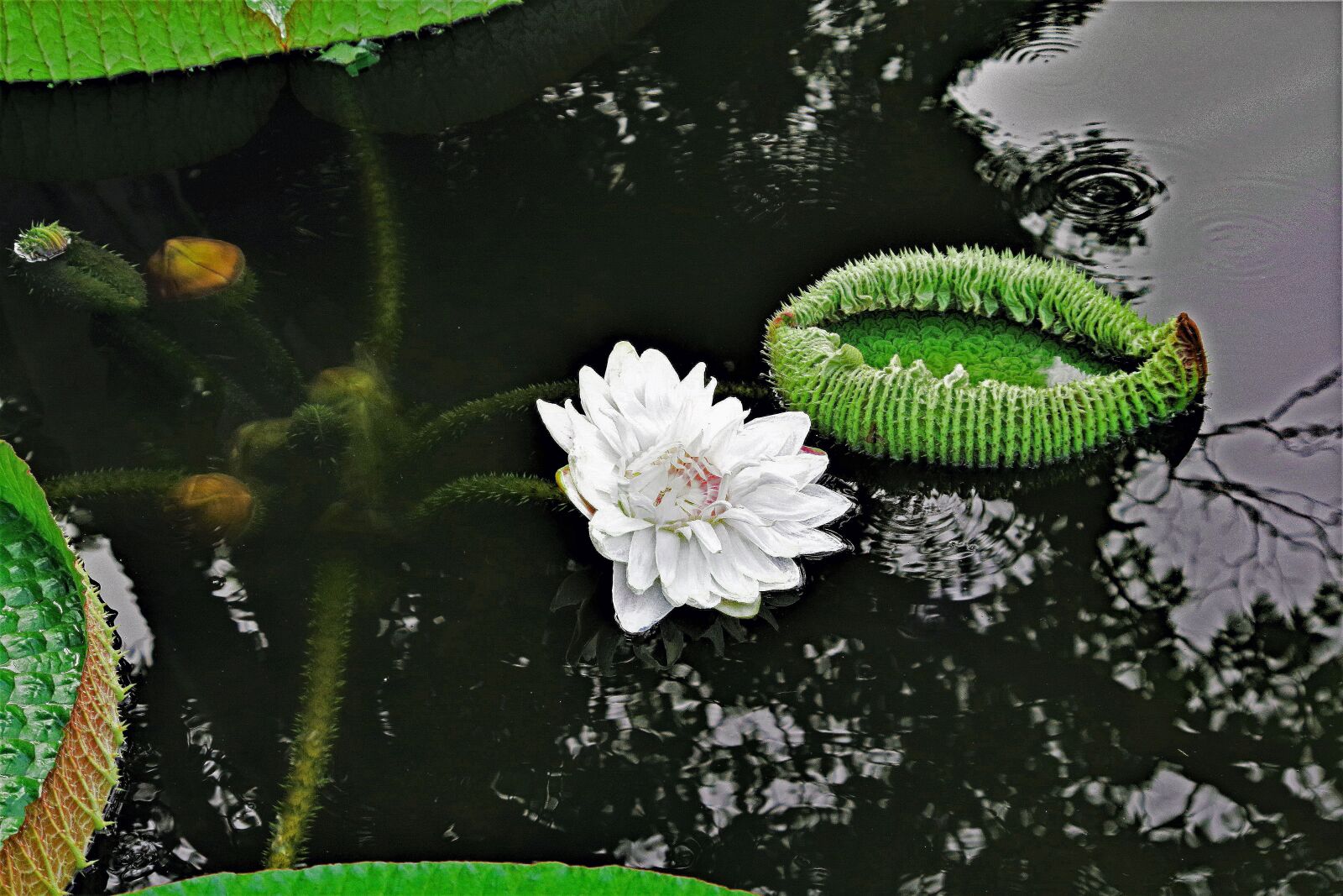 Pentax K-S2 sample photo. Water lily, huge, leaf photography