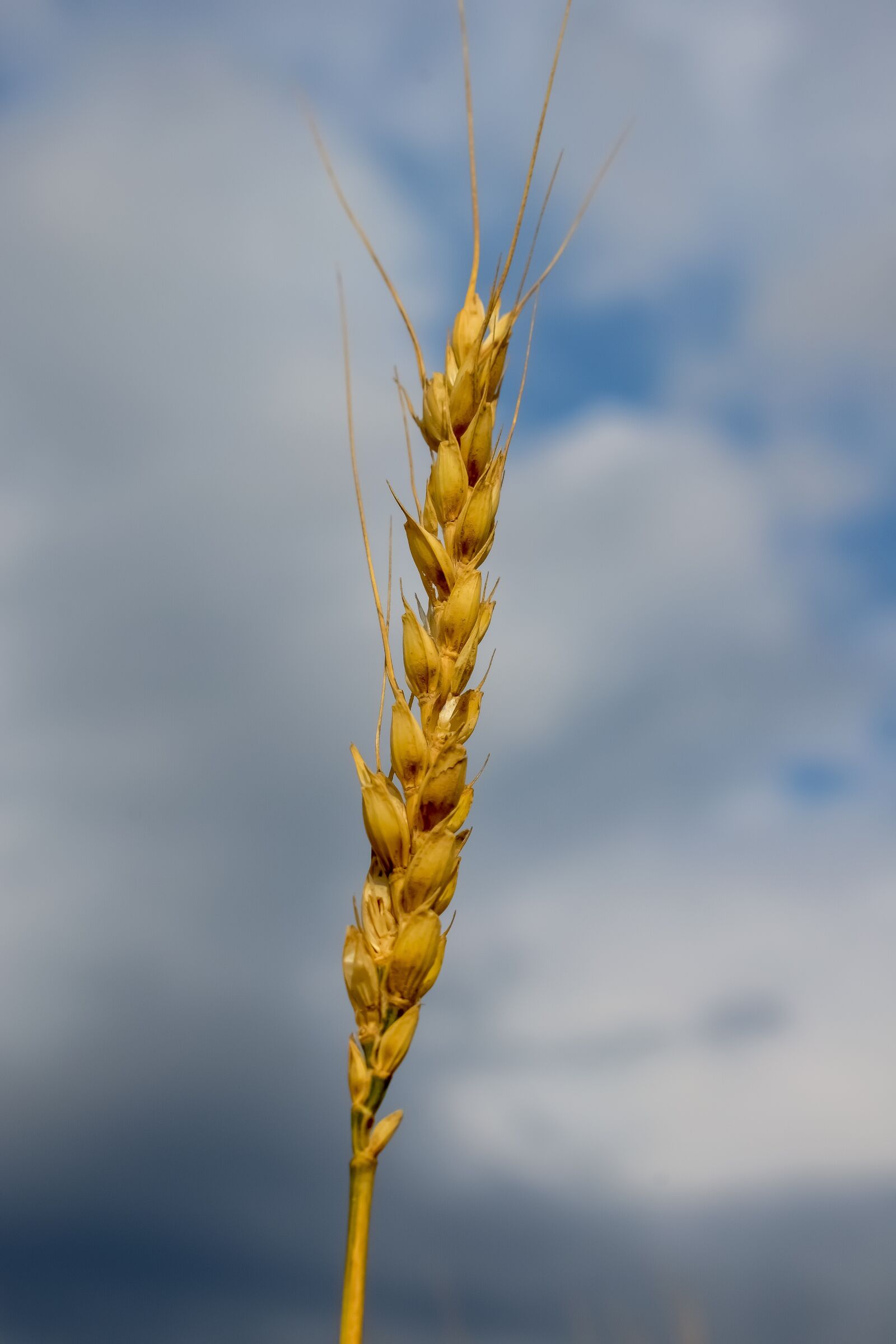Nikon D3300 sample photo. Barley, plant, agriculture photography