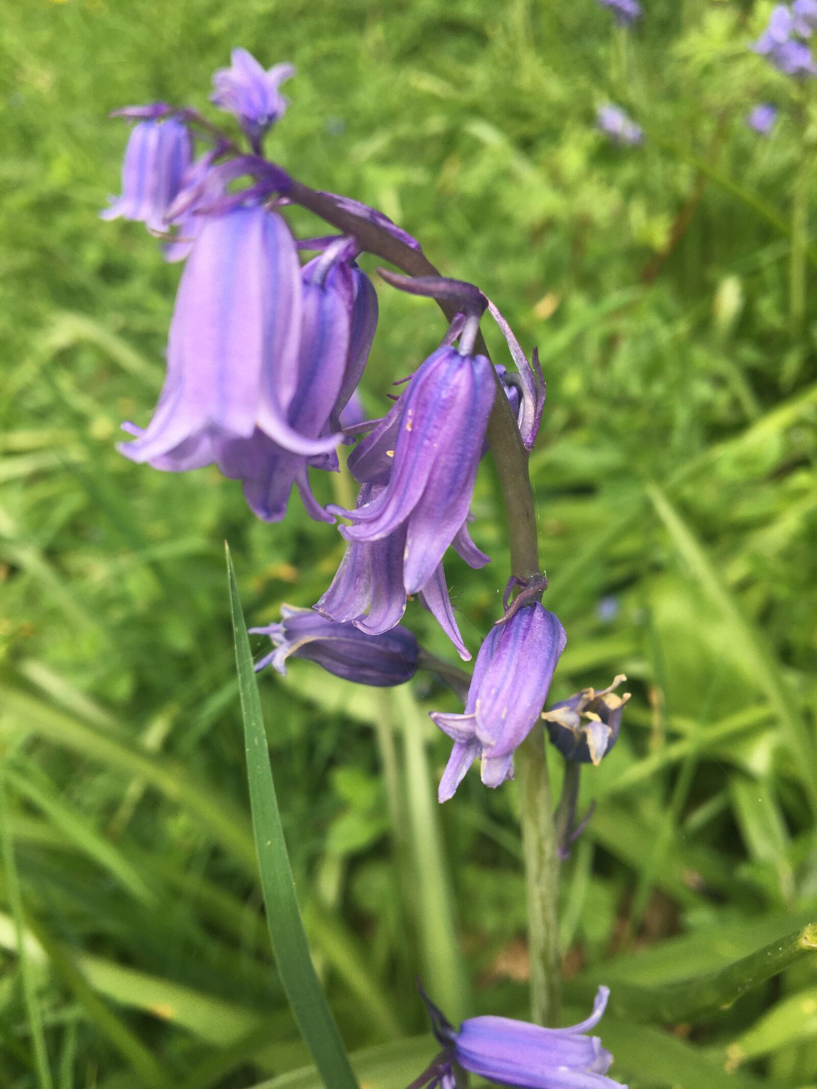 Apple iPhone 6s sample photo. Purple, flower, garden photography