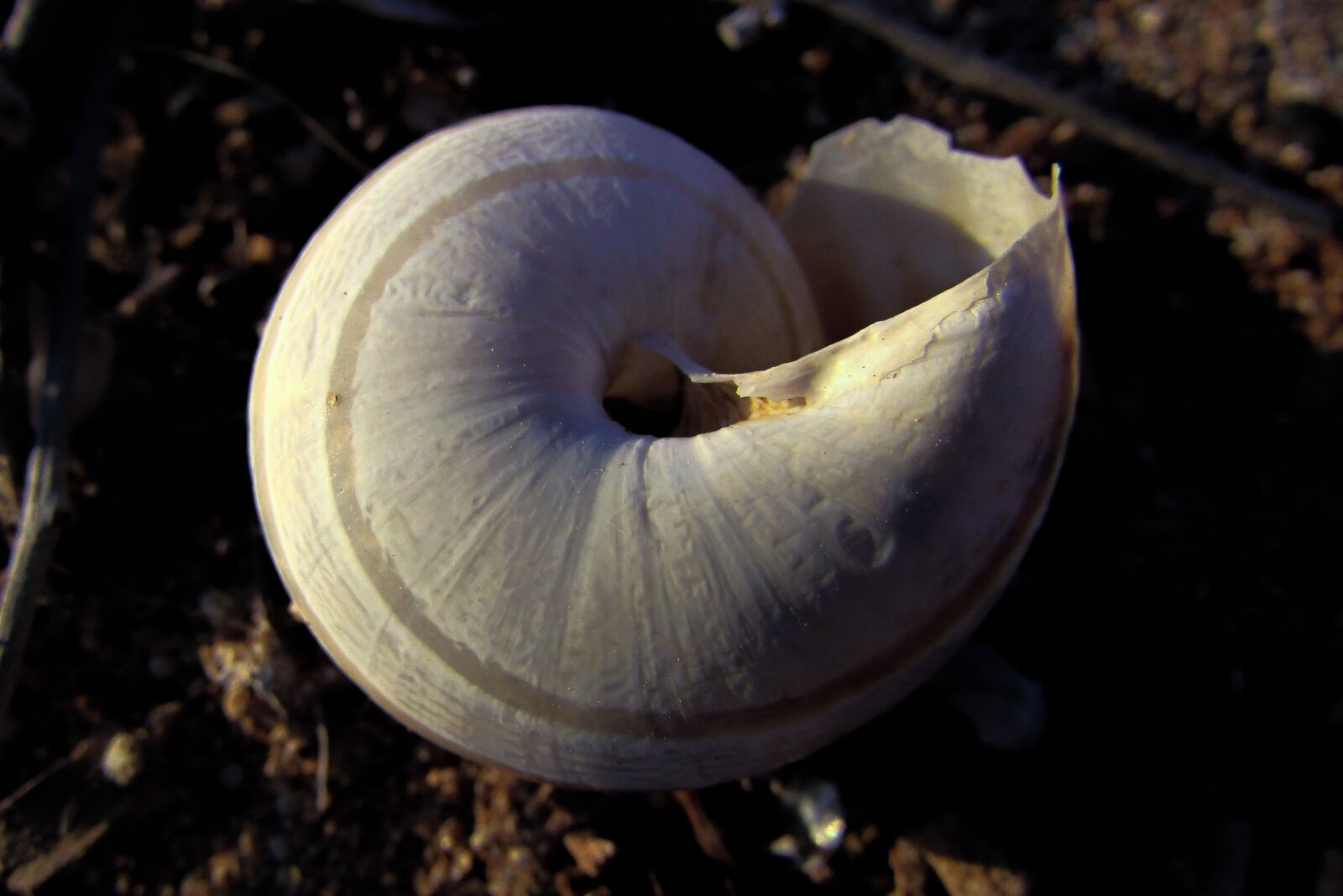 Canon PowerShot SX400 IS sample photo. Shell, helix, nature photography