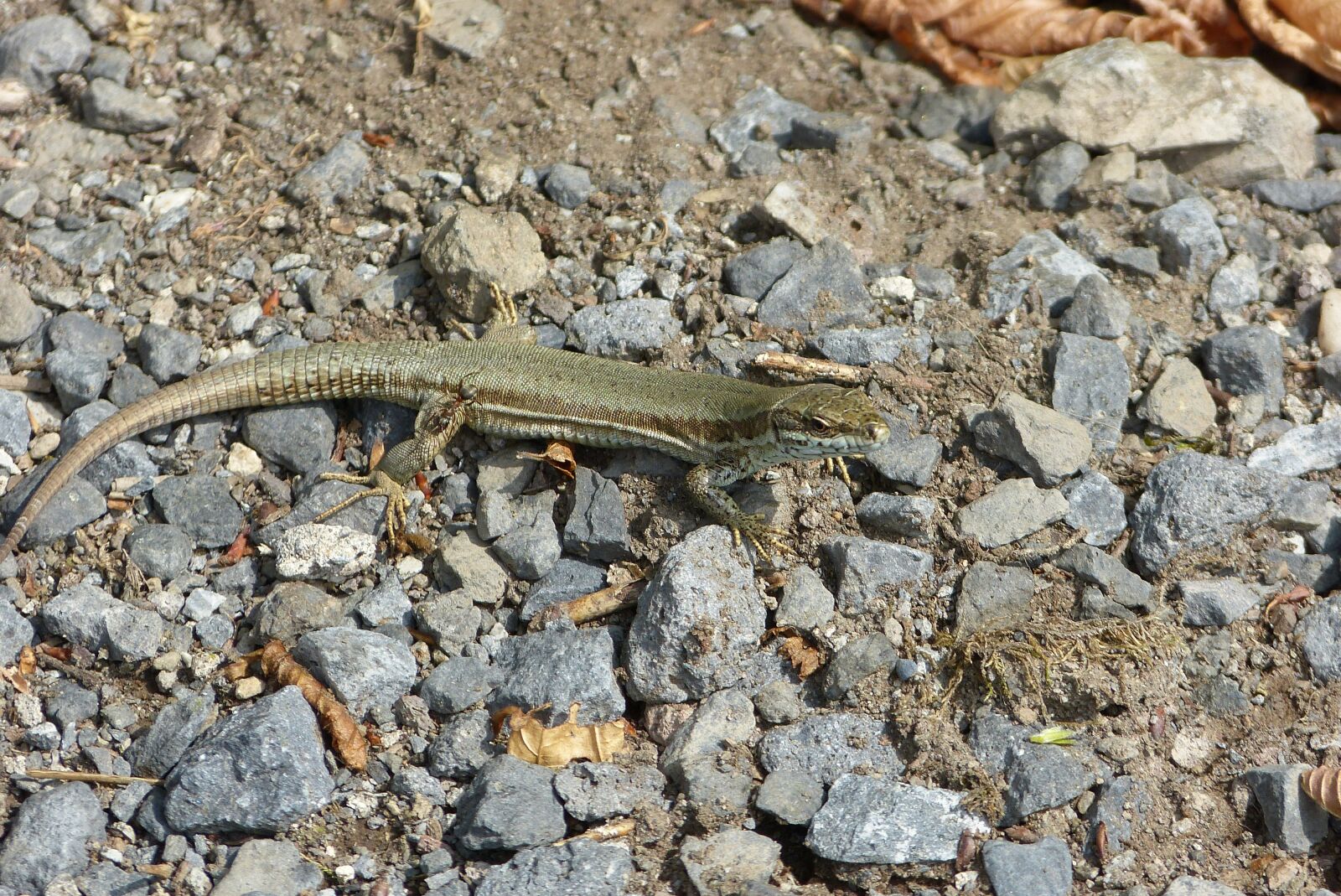 Panasonic Lumix DMC-FZ150 sample photo. Lizard, animal world, reptile photography
