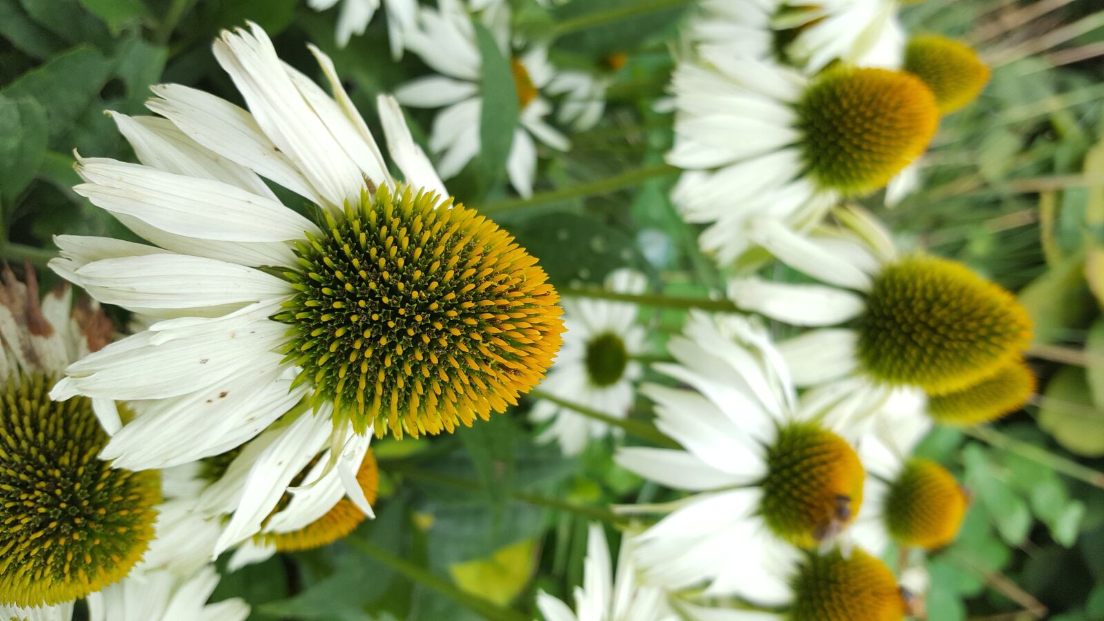 Samsung Galaxy S6 sample photo. Coneflowers, nectar, petals, yellow photography