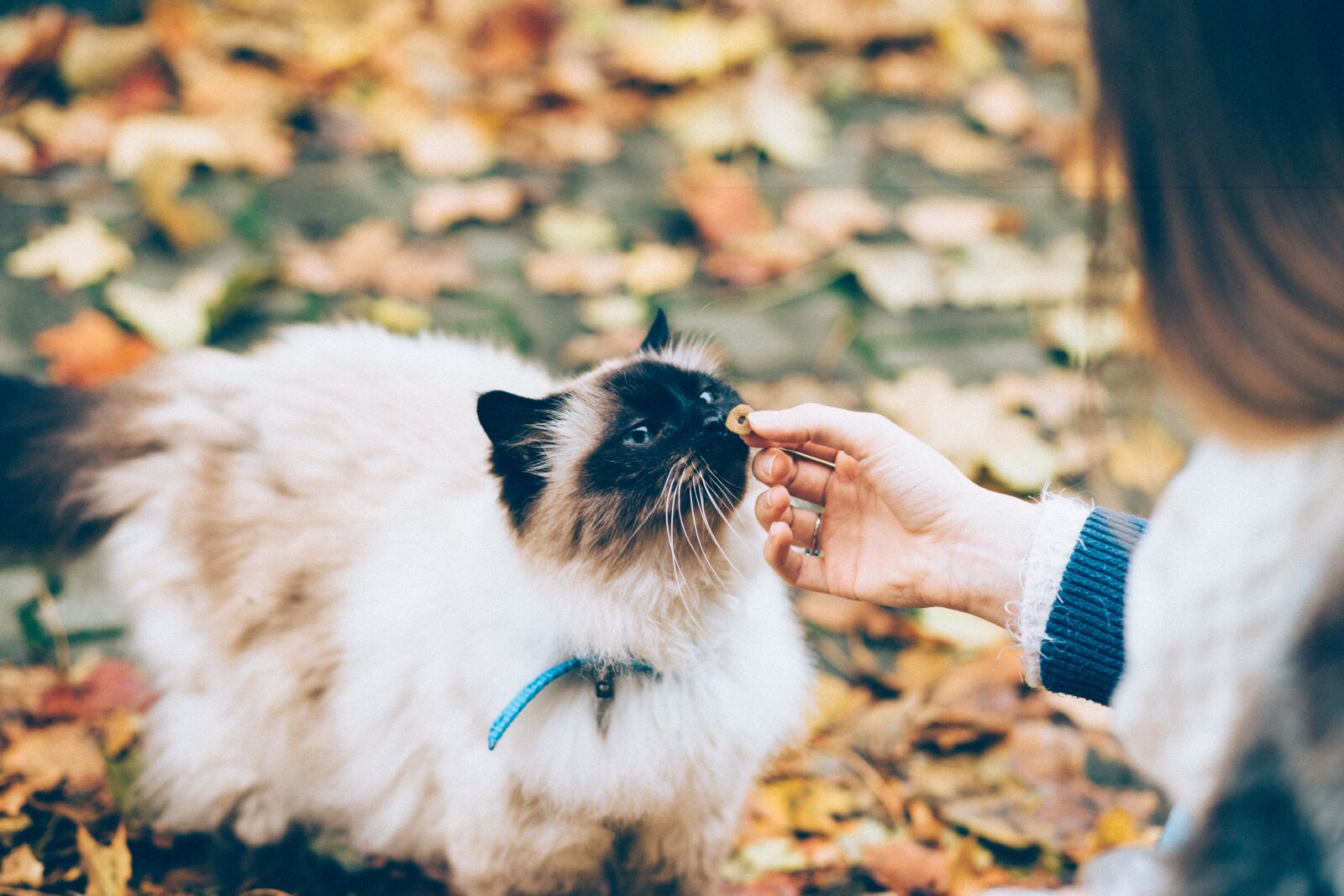Canon EF 85mm F1.8 USM sample photo. Animals, food, drinks photography