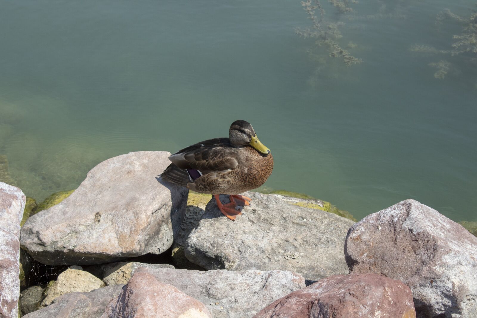 Canon EOS 1300D (EOS Rebel T6 / EOS Kiss X80) sample photo. Duck, wild ducks, teal photography