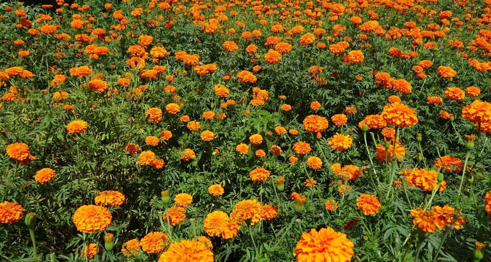 Sony DSC-HX60V sample photo. Flower, marigold, orange photography