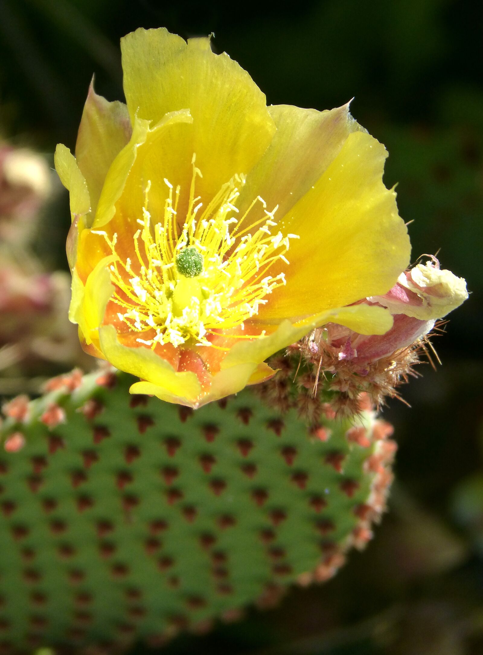 Panasonic DMC-FZ62 sample photo. Cactus, flowering cactus, detail photography
