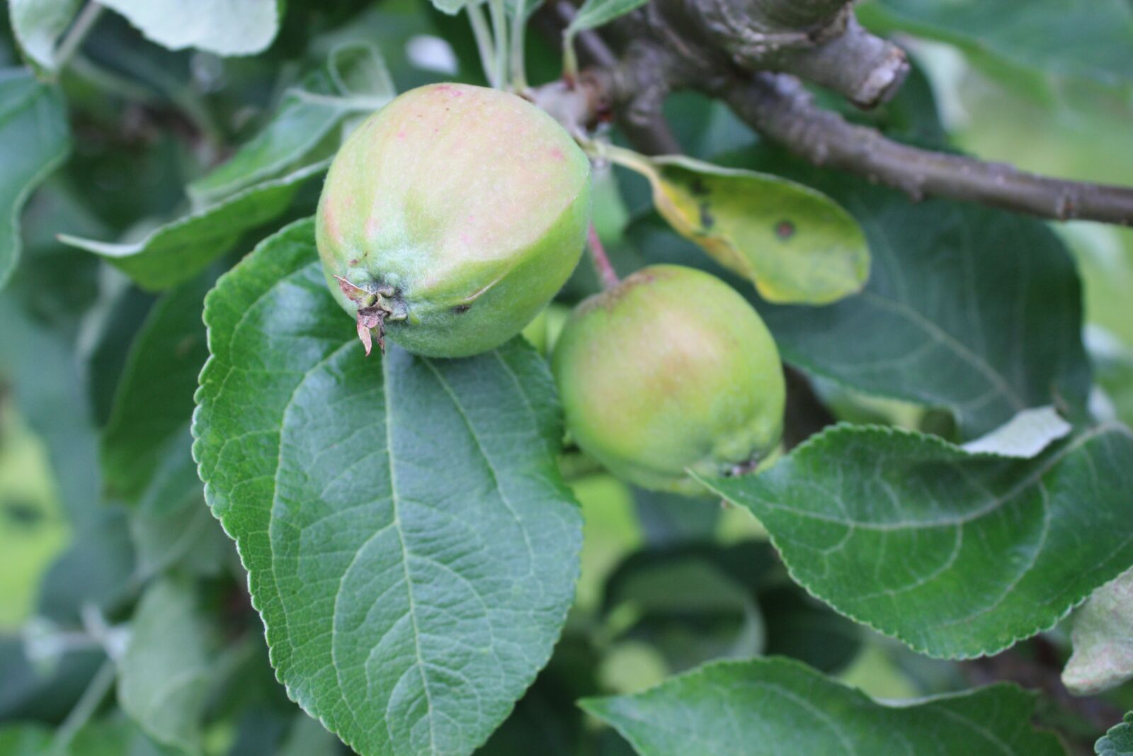 Canon EOS 450D (EOS Rebel XSi / EOS Kiss X2) sample photo. Apples, tree, map photography