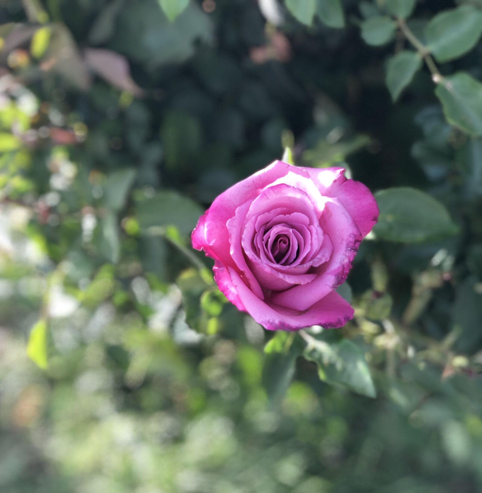 Apple iPhone X sample photo. Rose, pink, thorns photography