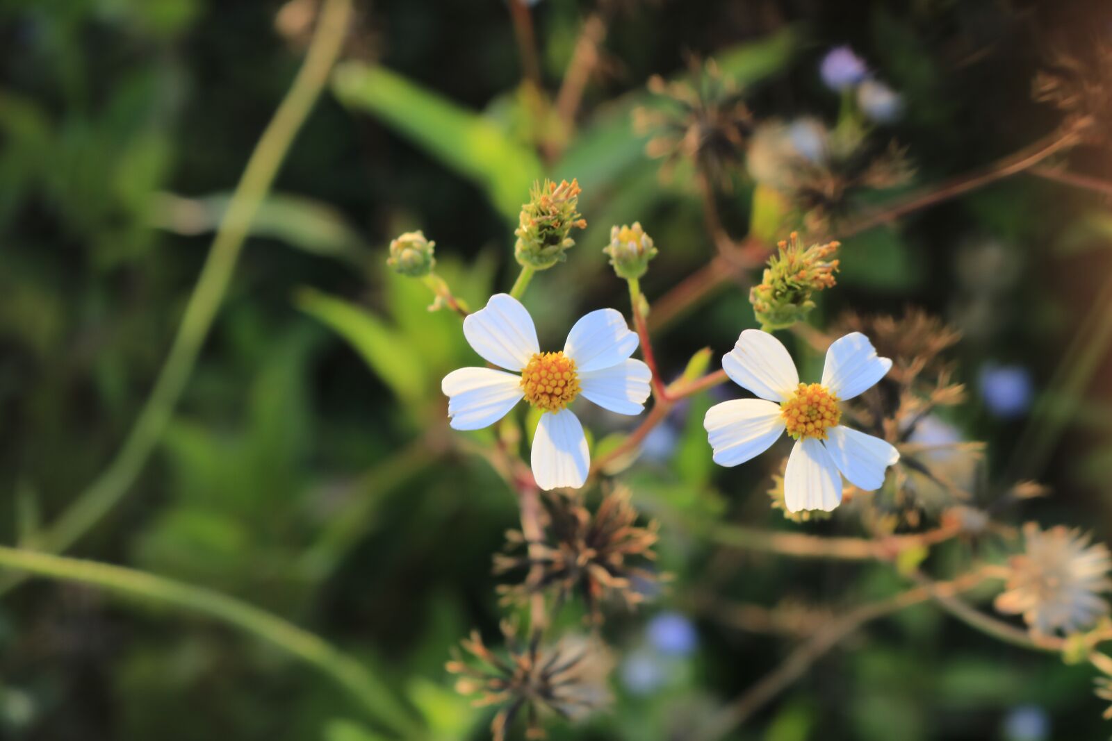 Canon EOS 750D (EOS Rebel T6i / EOS Kiss X8i) sample photo. Sun, summer, flower photography
