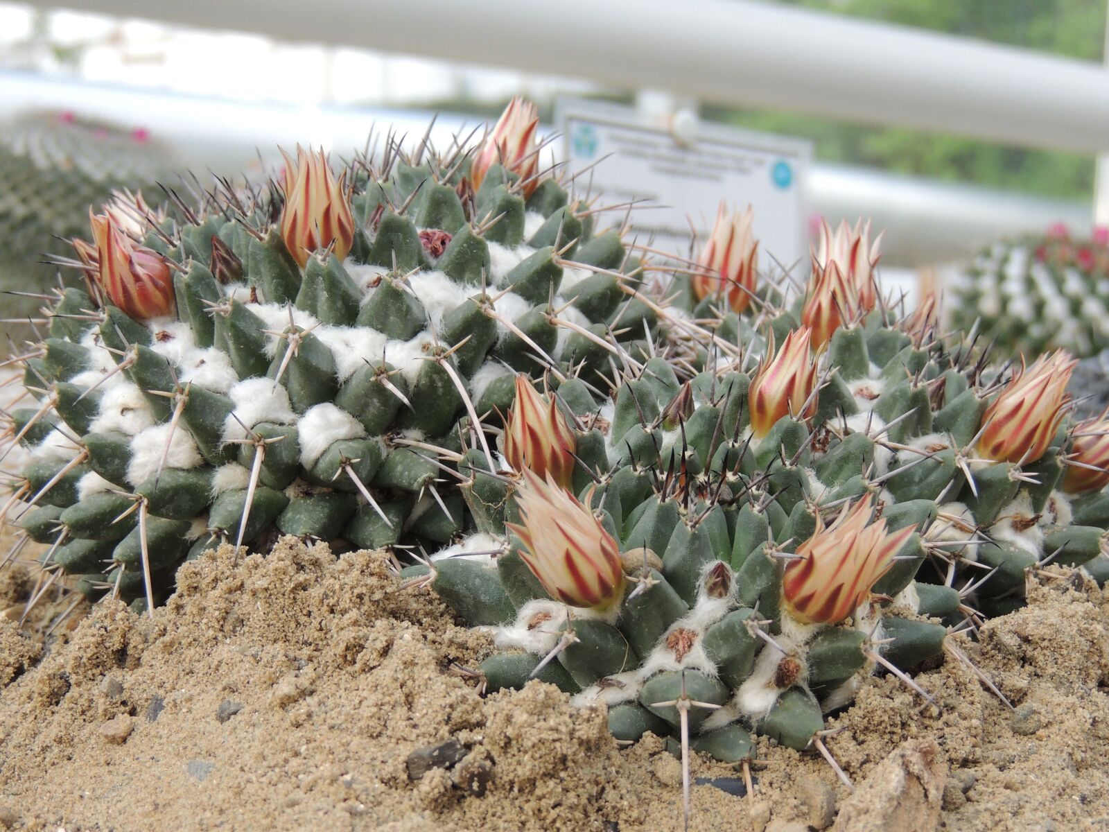 Nikon Coolpix P510 sample photo. Cactus, flower, thorns photography