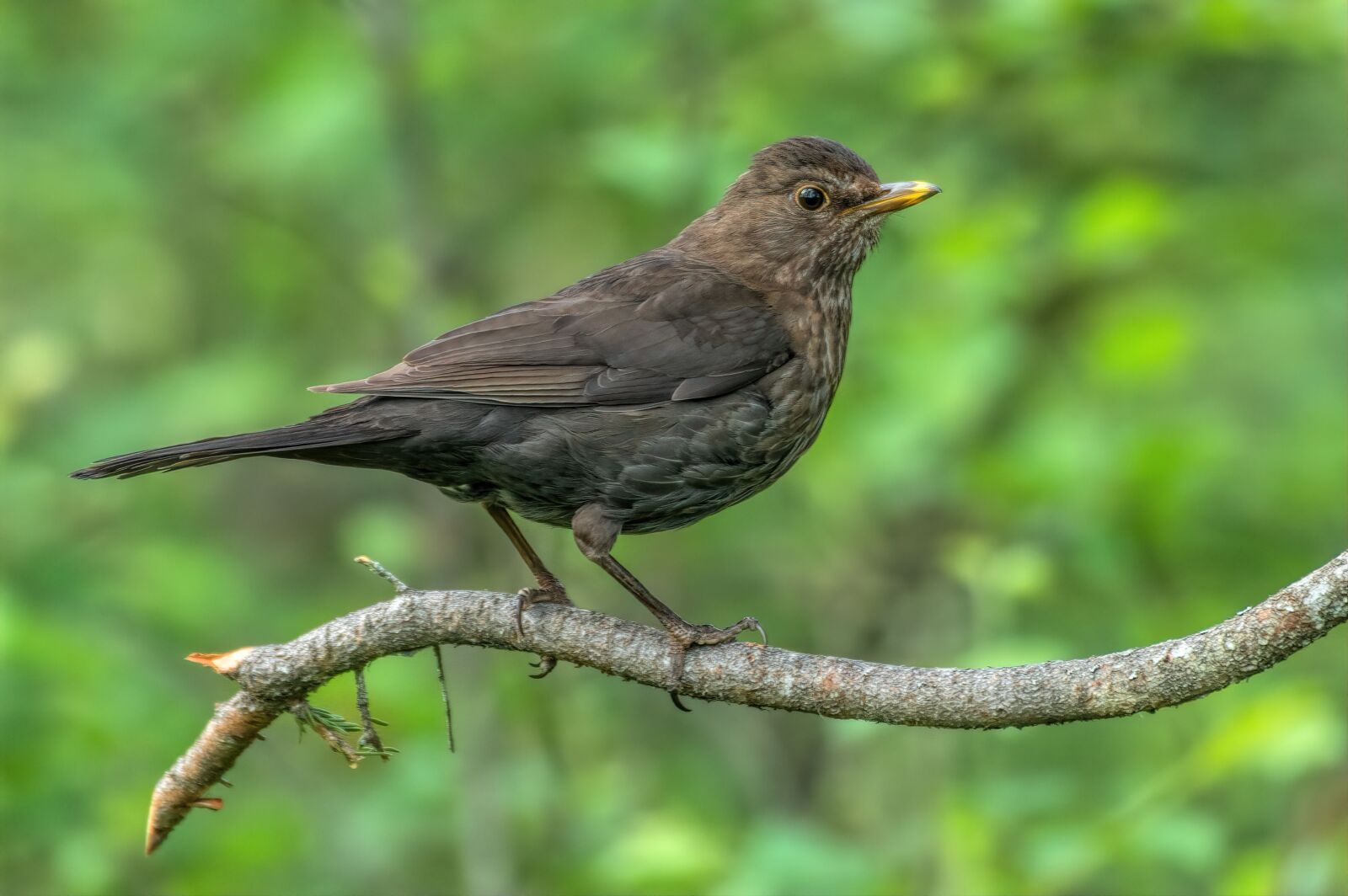 Nikon D7100 sample photo. Black, bird, animal photography