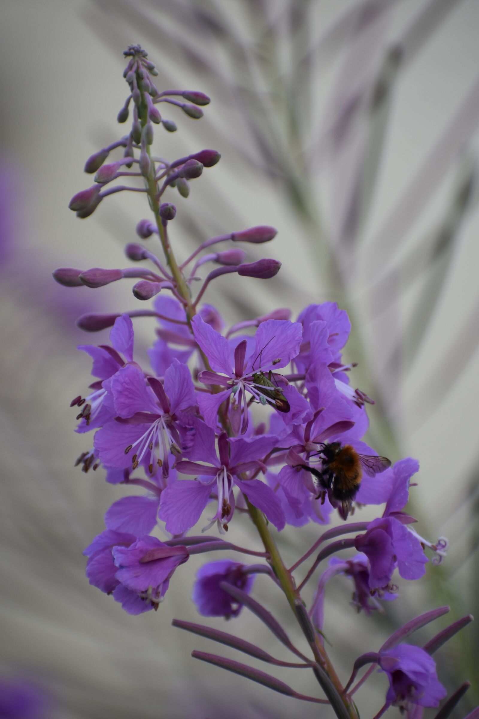 Nikon D3400 sample photo. Ivan-tea, flower, insects photography
