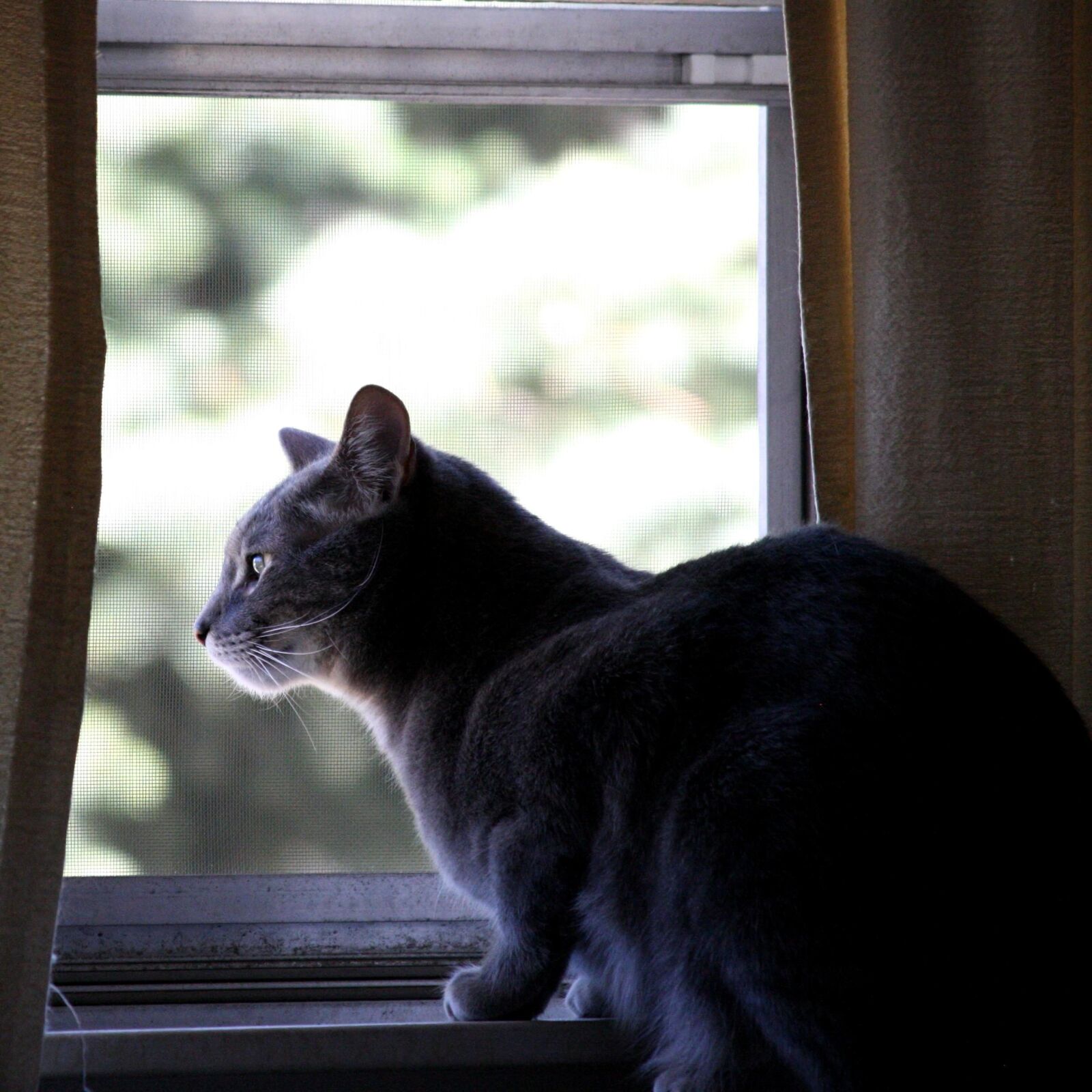 Canon EOS 1000D (EOS Digital Rebel XS / EOS Kiss F) + f/4-5.6 IS II sample photo. Cat, looking, window photography