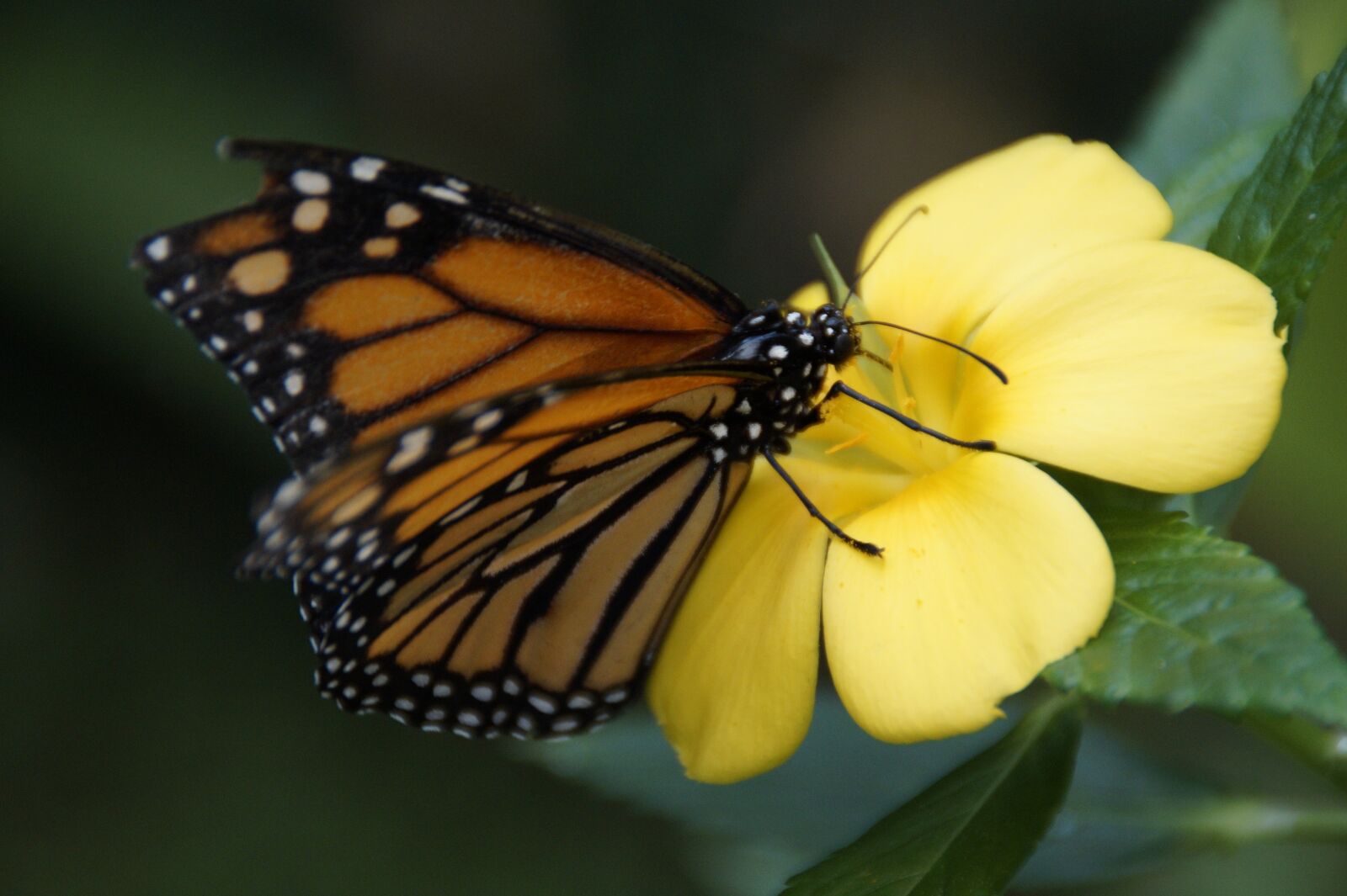 Sony SLT-A58 sample photo. Monarch, butterfly, orange photography