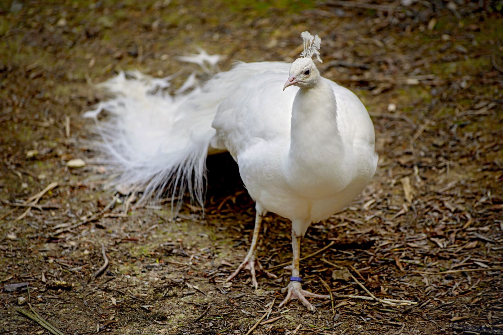 Pentax K-1 Mark II + Sigma sample photo. Peacock, bird, white photography